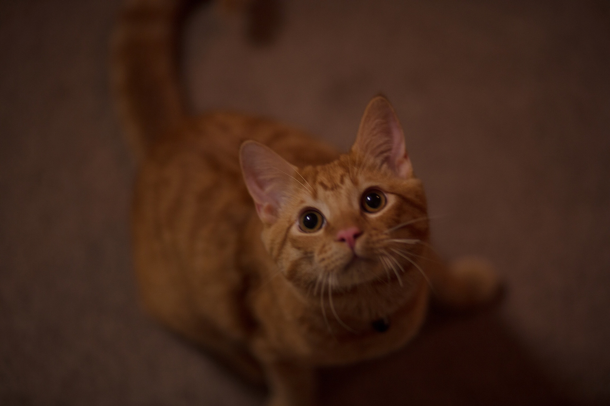 Canon EF 85mm F1.8 USM sample photo. So adorable. photography