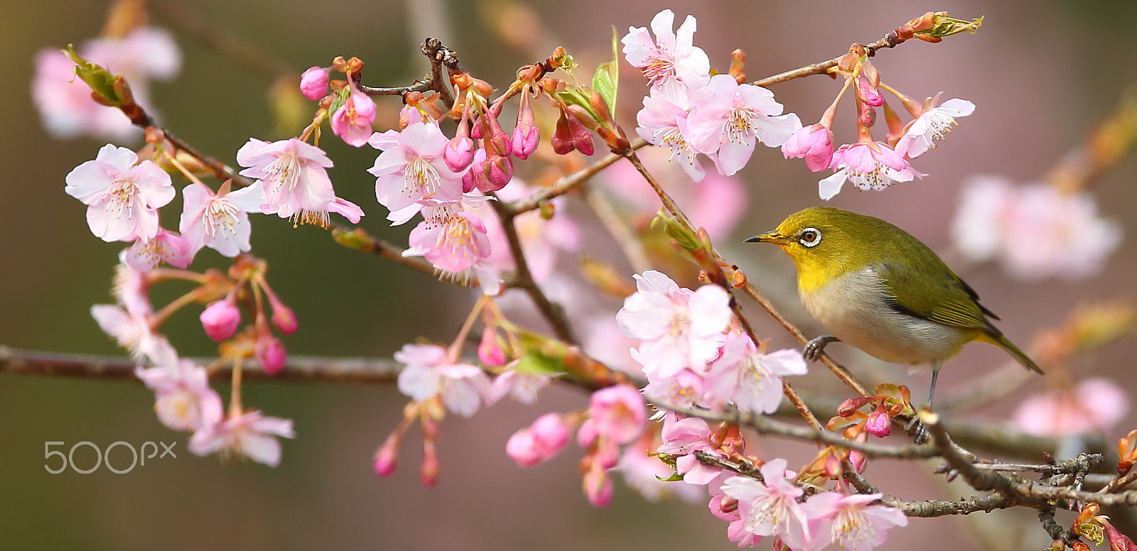 Canon EF 400mm F2.8L IS II USM sample photo. 樱花丛中 photography