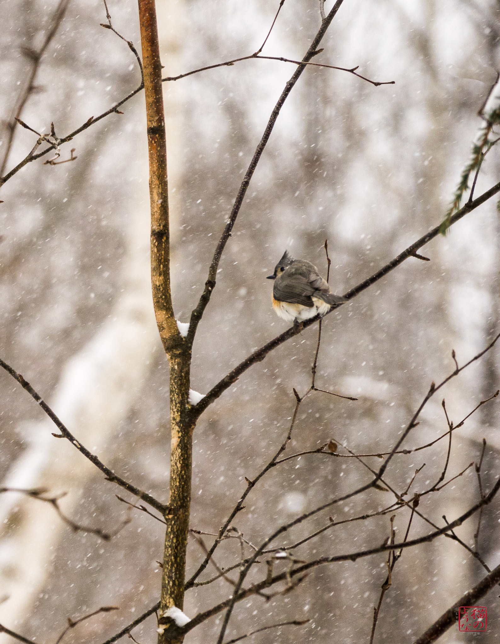 Sony a7 + Sony FE 70-200mm F4 G OSS sample photo. Colder than a witch's titmouse photography