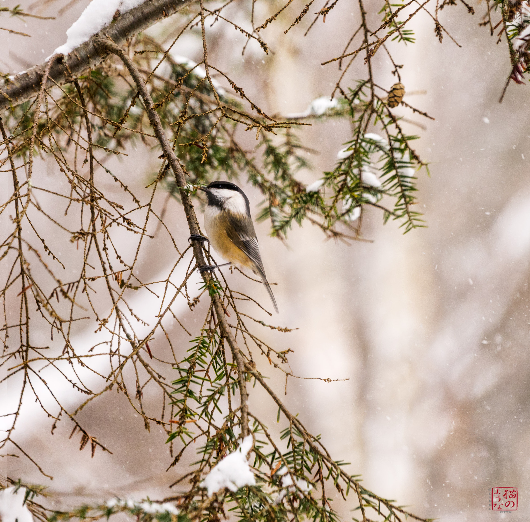 Sony a7 + Sony FE 70-200mm F4 G OSS sample photo. Chickadee in the snow photography