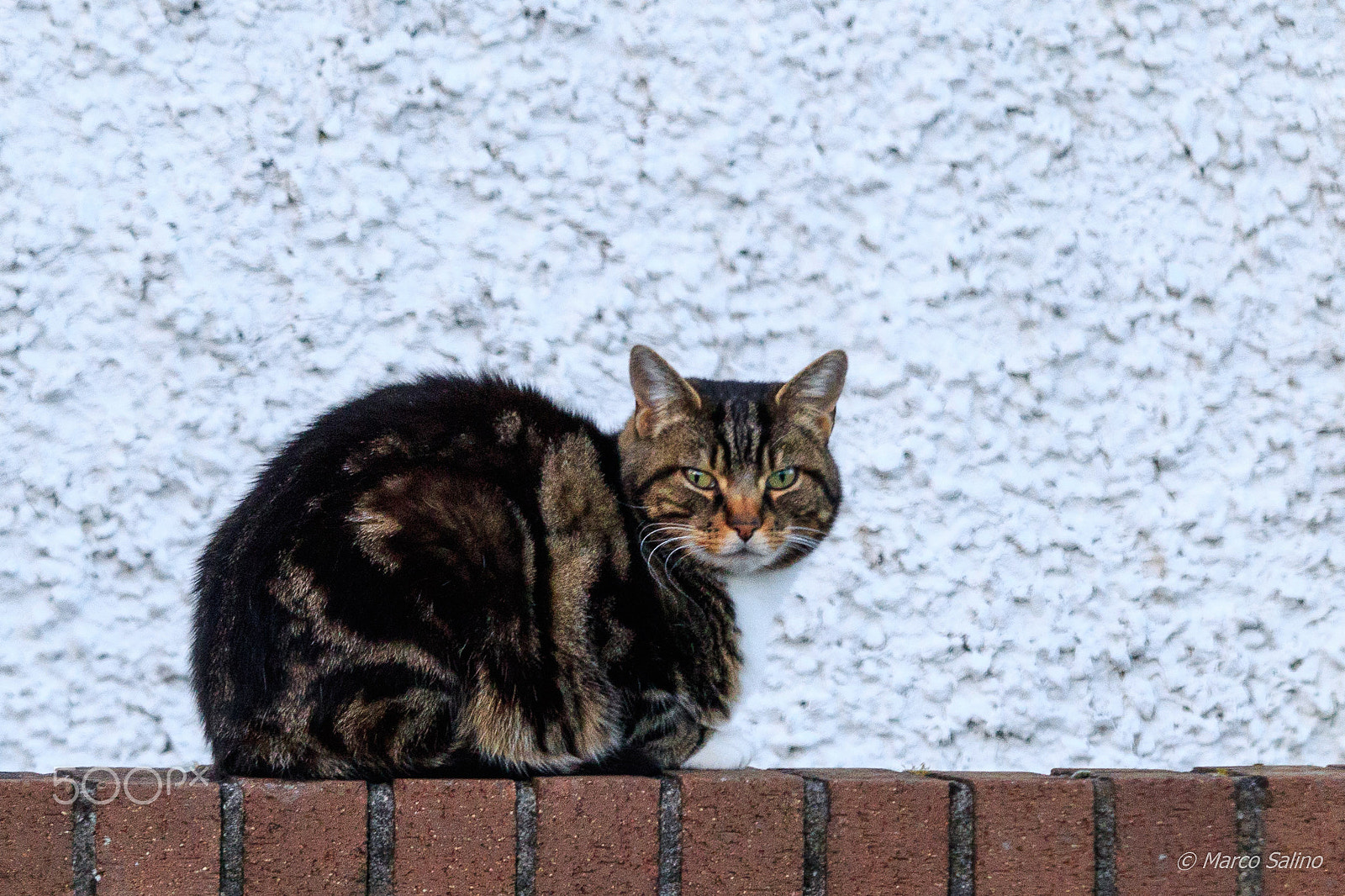 Canon EF-S 55-250mm F4-5.6 IS STM sample photo. Leave me alone photography