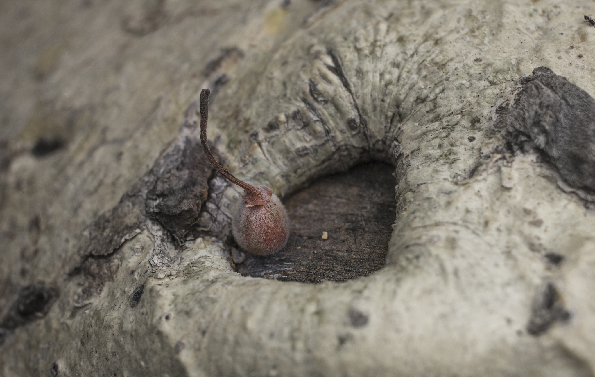 Canon EOS 60D + Canon EF 40mm F2.8 STM sample photo