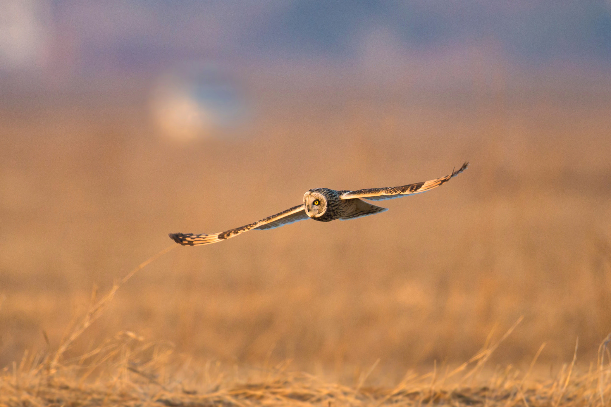 Canon EOS-1D X + Canon EF 600mm F4L IS II USM sample photo. Untitled photography