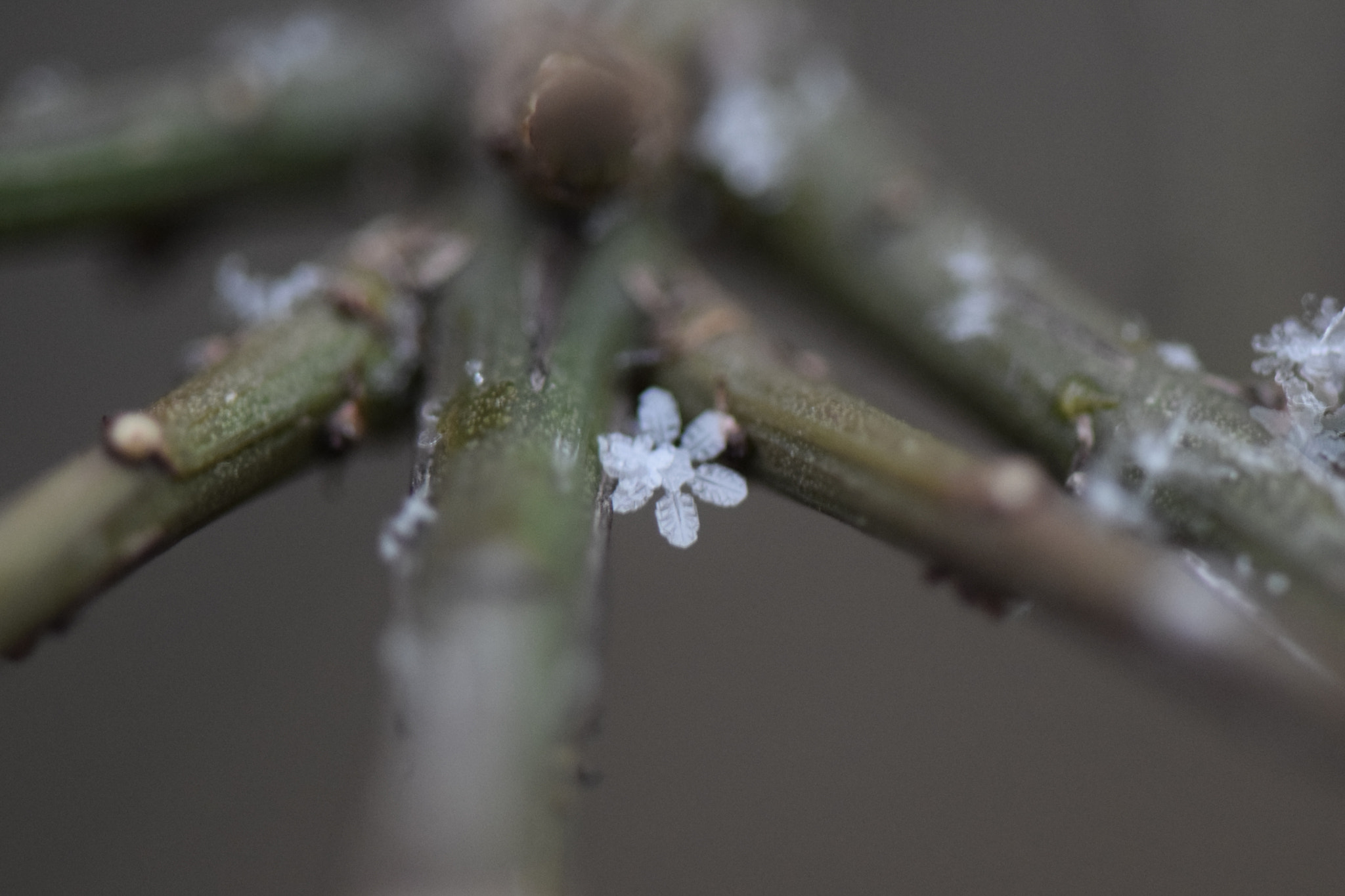 Nikon AF-S Micro-Nikkor 105mm F2.8G IF-ED VR sample photo. Snowflake photography