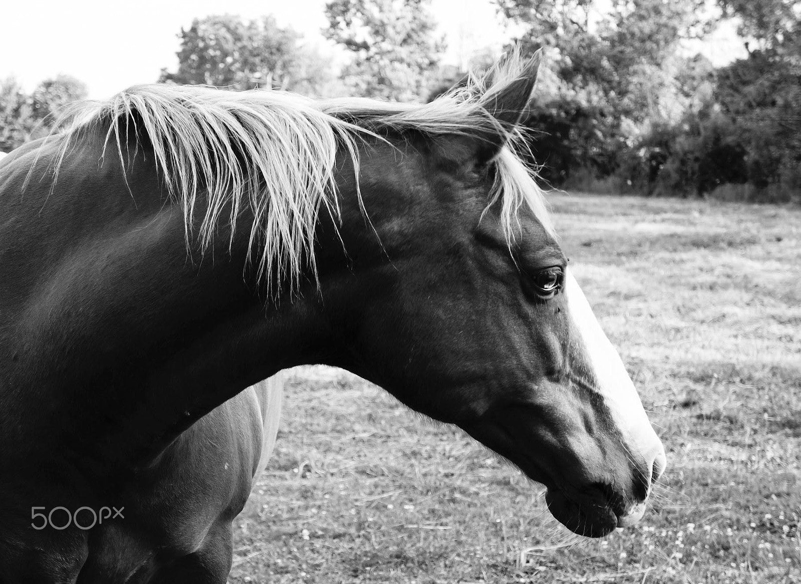 Sony Alpha a3000 + Tamron 18-200mm F3.5-6.3 Di III VC sample photo. Horse in summer photography