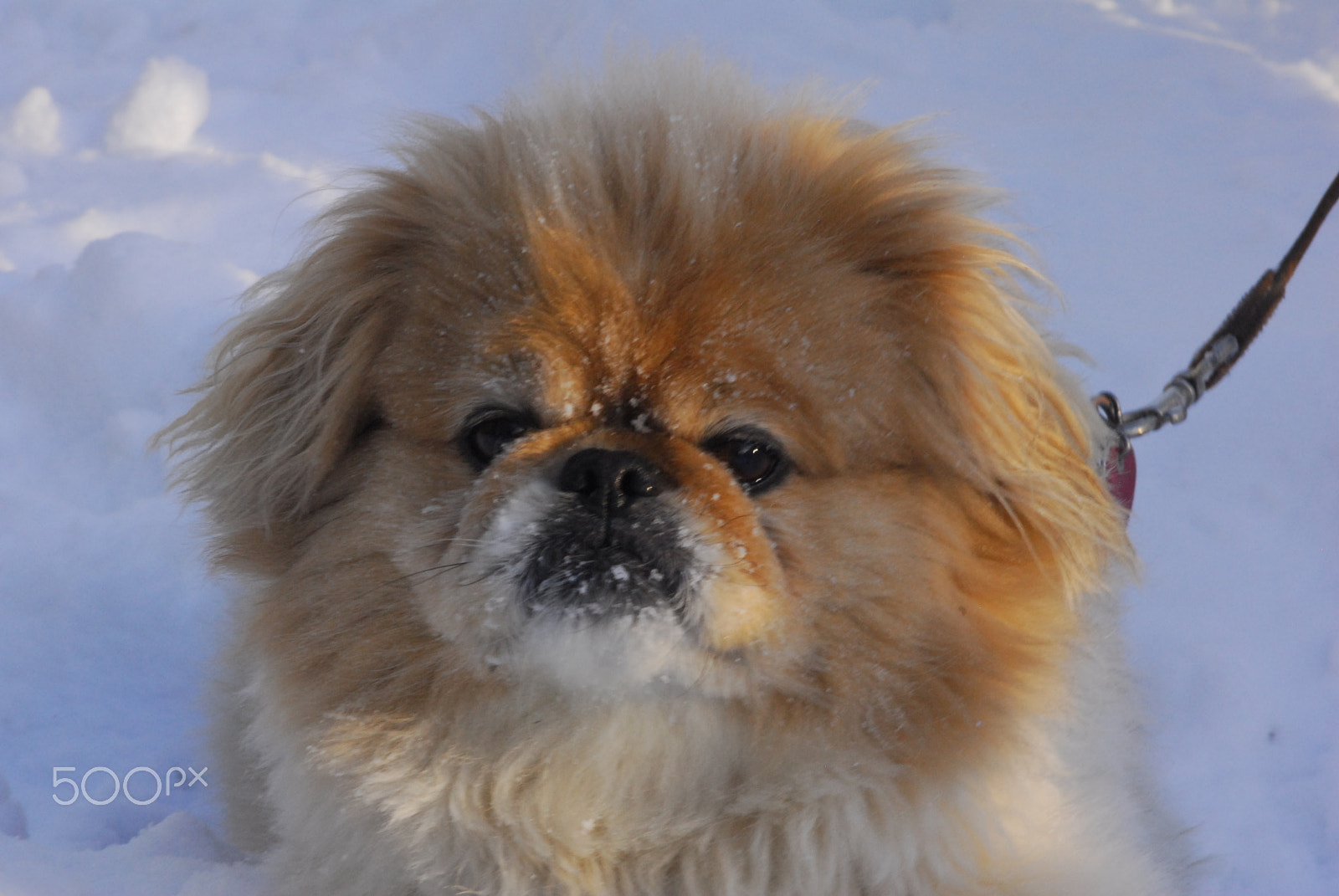 Nikon D200 sample photo. Jeffrey in the snow photography