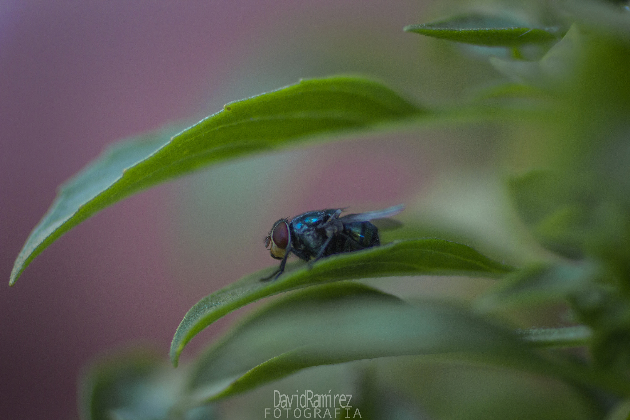 Canon EOS 60D + Canon EF 50mm F2.5 Macro sample photo