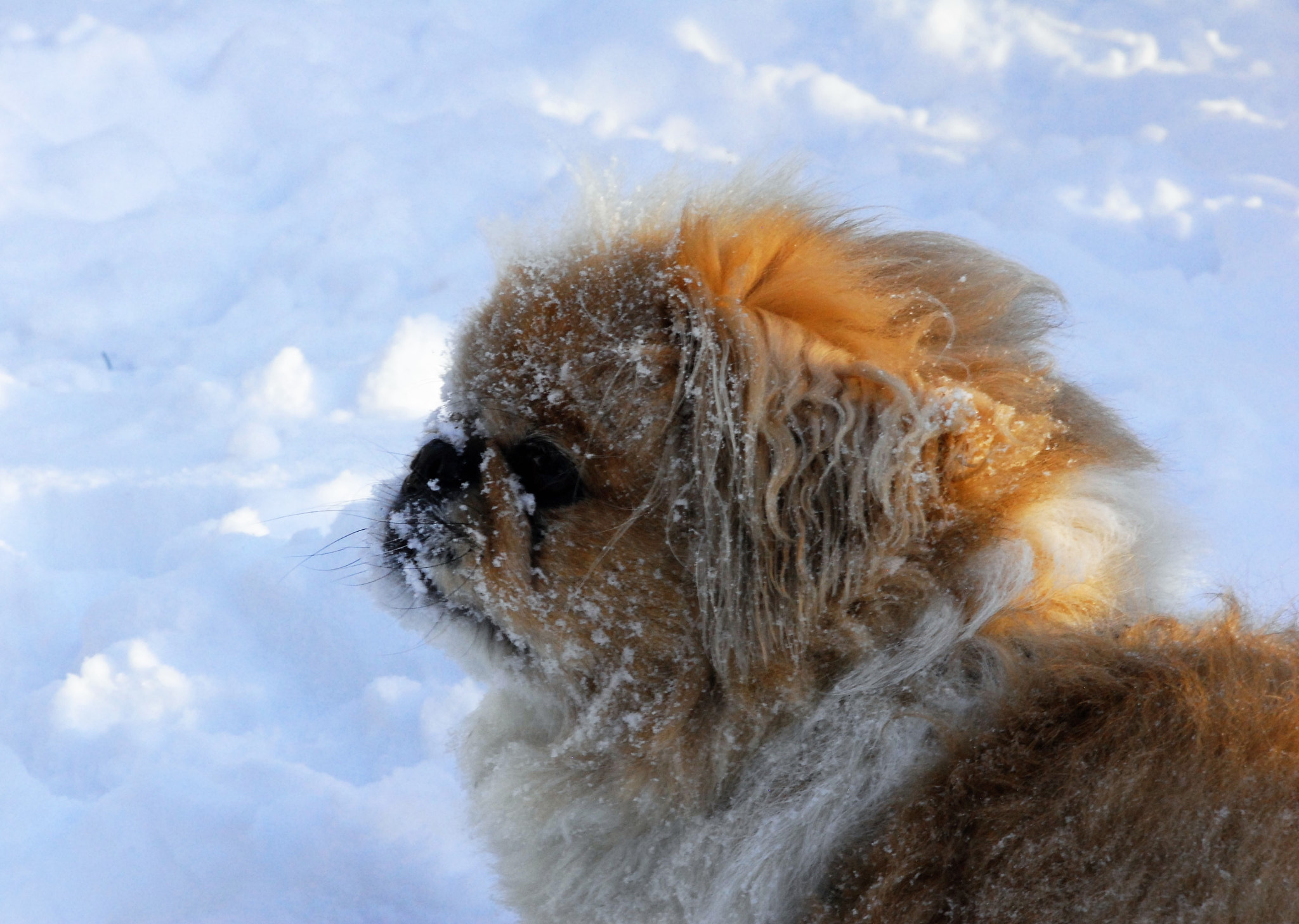 Nikon D200 sample photo. After a roll in the snow photography