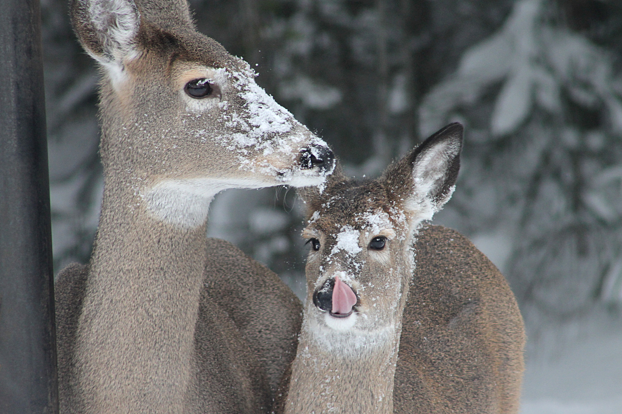 Canon EF 75-300mm f/4-5.6 USM sample photo. Whitetail duo photography