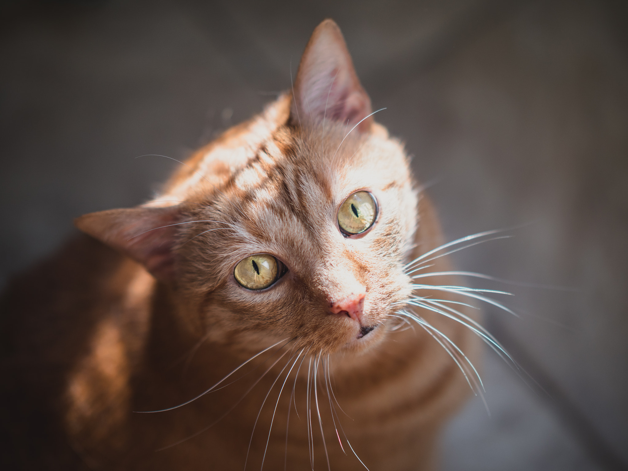 Panasonic Leica DG Nocticron 42.5mm F1.2 ASPH OIS sample photo. Curious photography