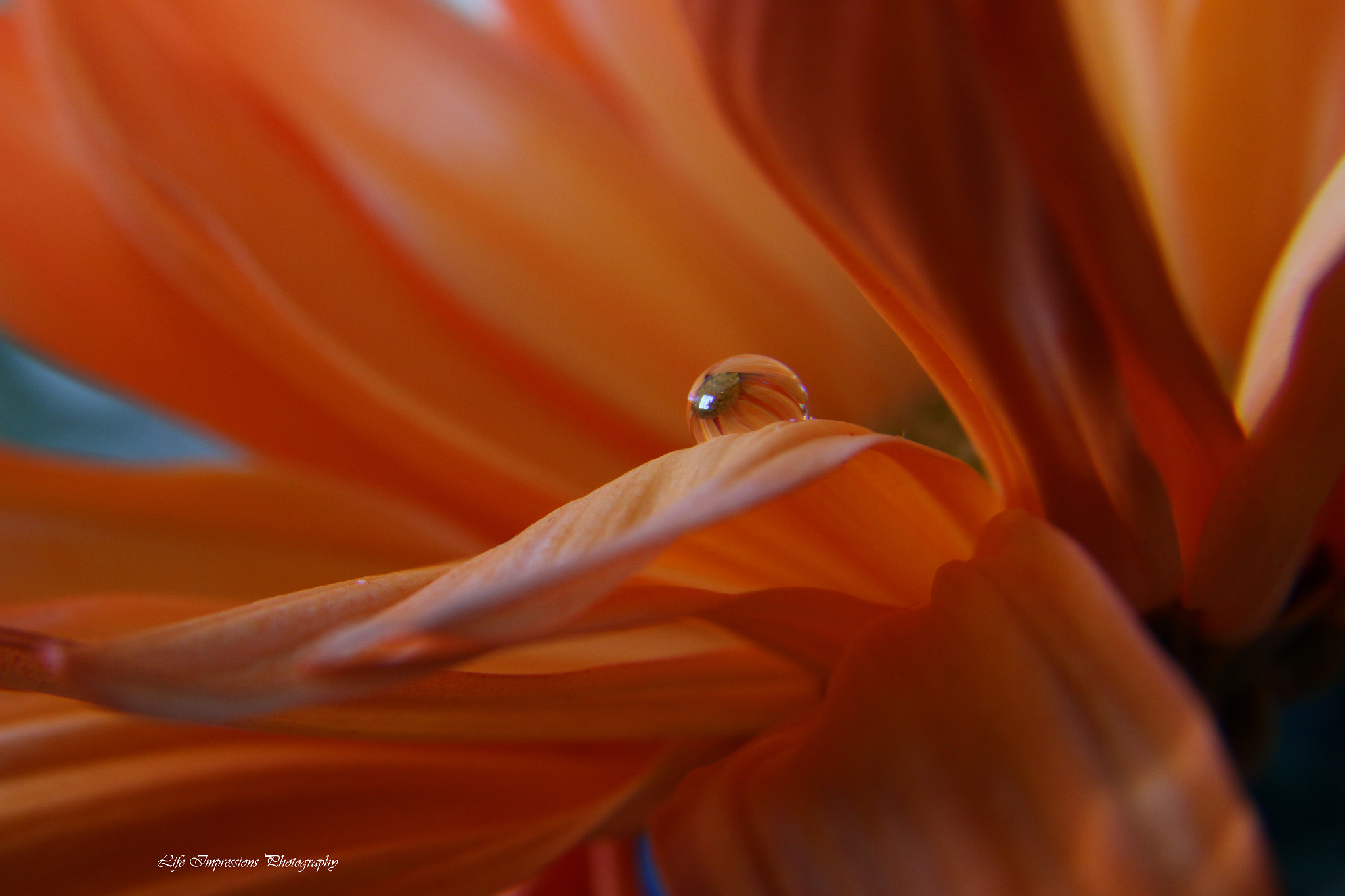 Canon EF-S 17-85mm F4-5.6 IS USM sample photo. Orange spice photography
