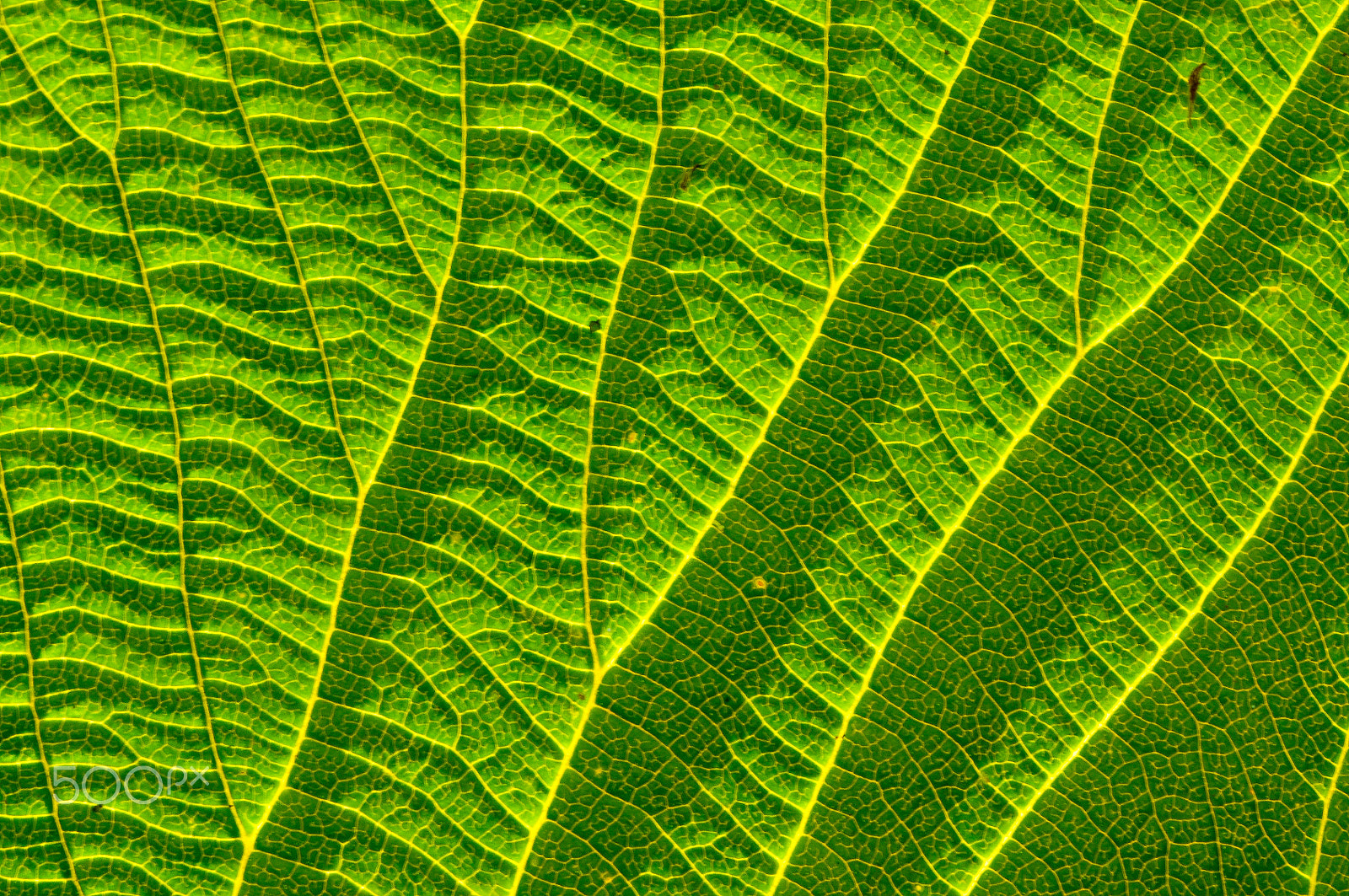 Nikon D90 sample photo. Leaf pattern photography