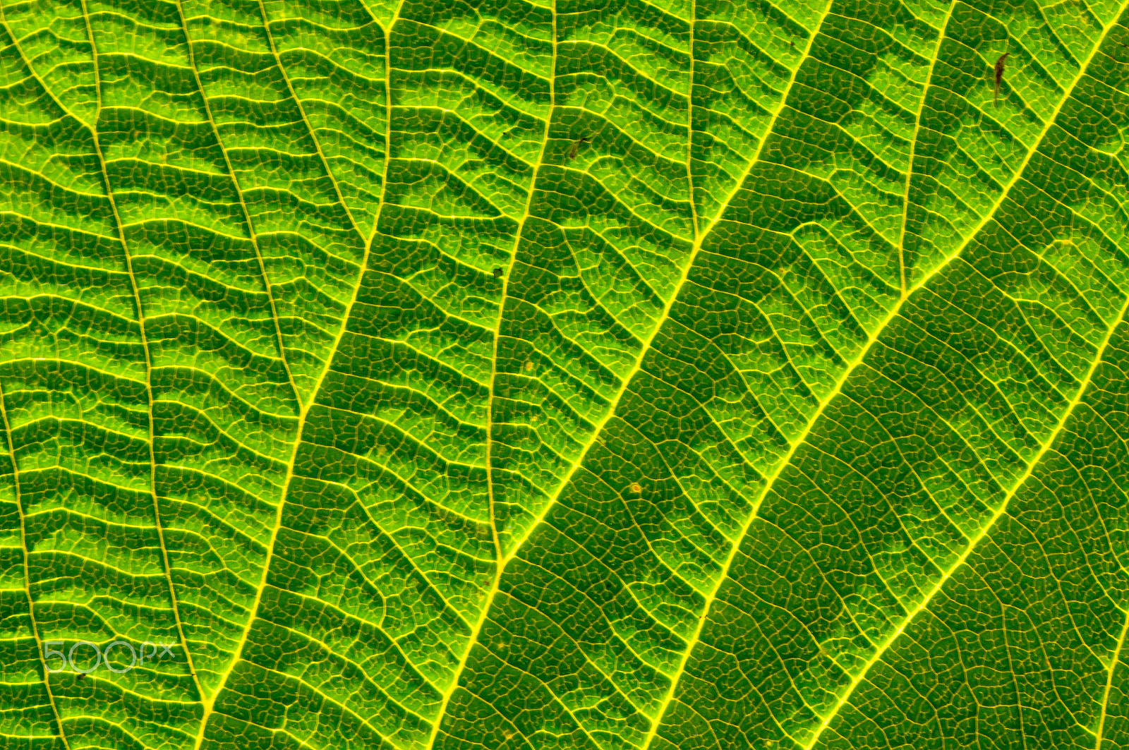 Nikon D90 + AF Zoom-Nikkor 75-300mm f/4.5-5.6 sample photo. Leaf pattern photography