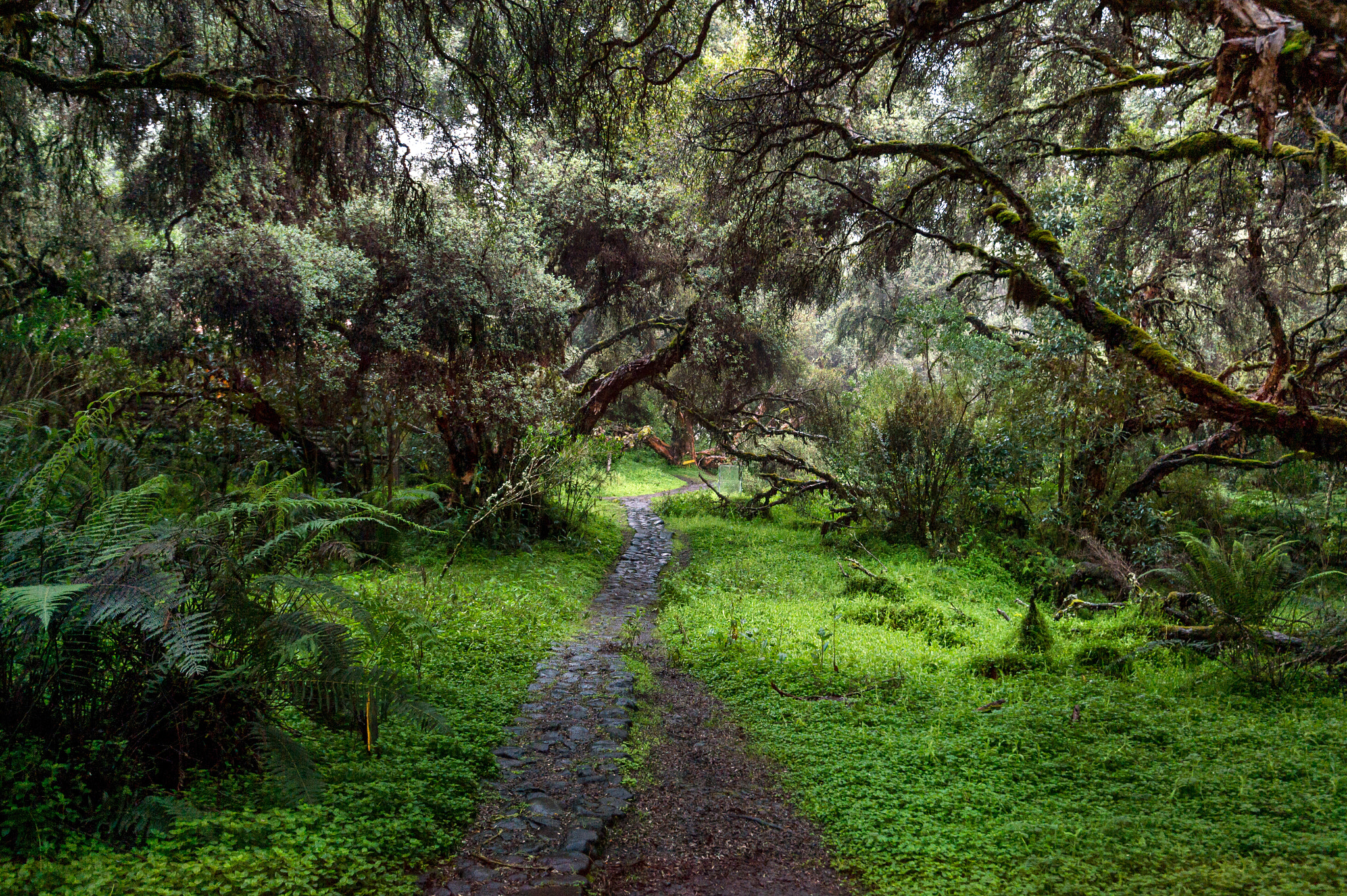 Nikon D4S sample photo. The path into the magic forest photography