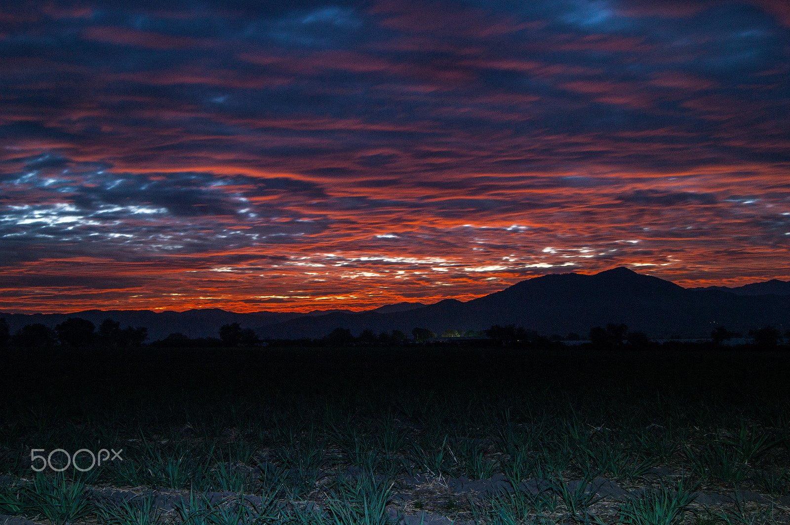 Sony Alpha DSLR-A380 sample photo. Sunrise on the cane fields photography