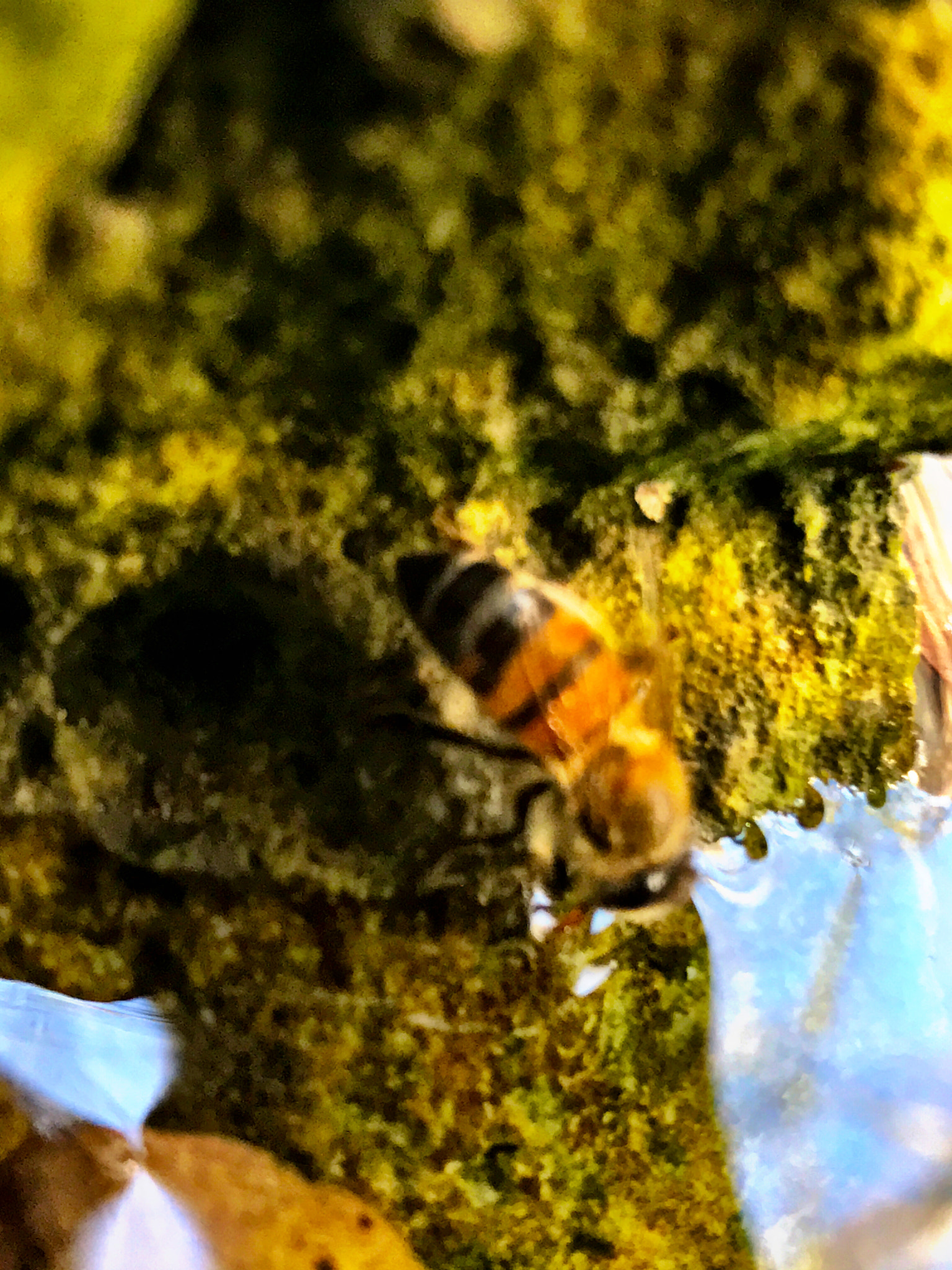 Apple iPhone9,4 sample photo. Macro closeup of bee drinking water in pond photography