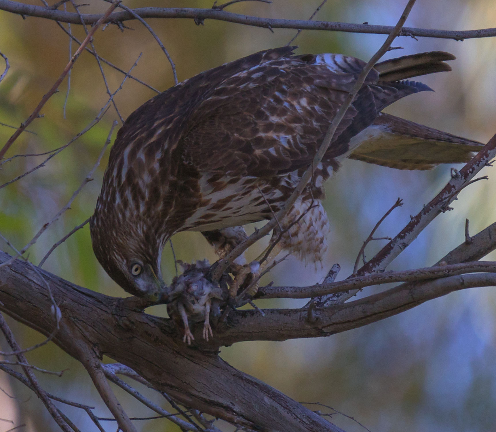 Tamron SP 150-600mm F5-6.3 Di VC USD sample photo. Ia photography