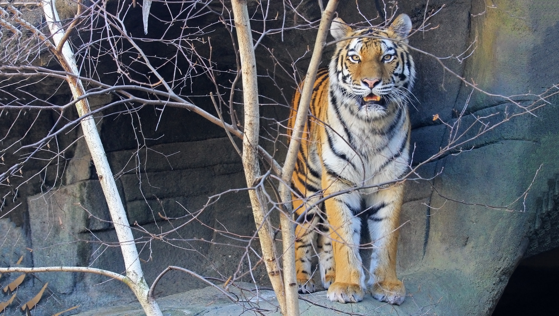 Canon EOS 60D + Canon EF 70-200mm F4L IS USM sample photo. Bengal tiger / tigre de bengala photography