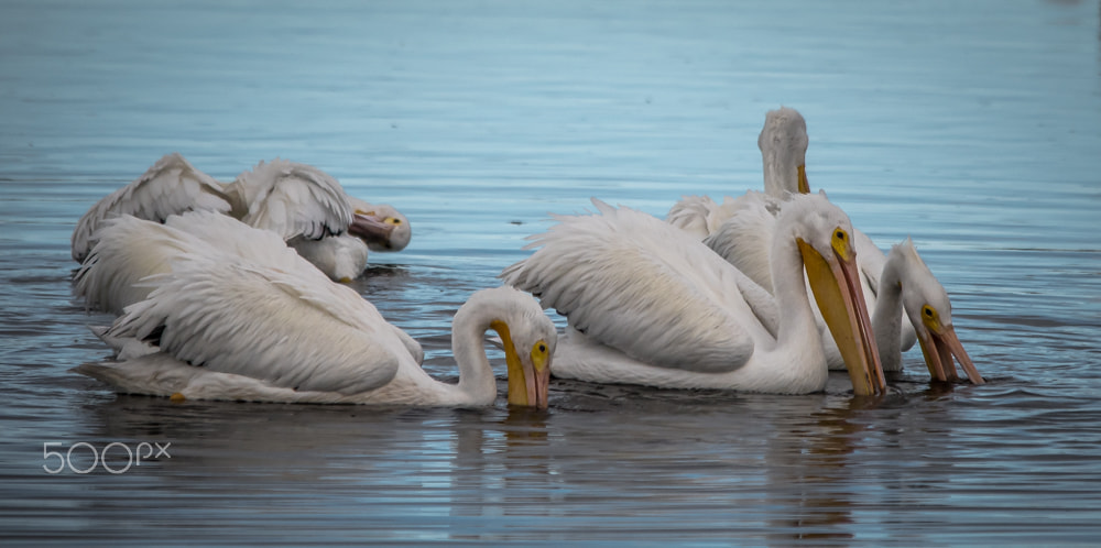 Sigma 150-500mm F5-6.3 DG OS HSM sample photo. Pelican dinner photography