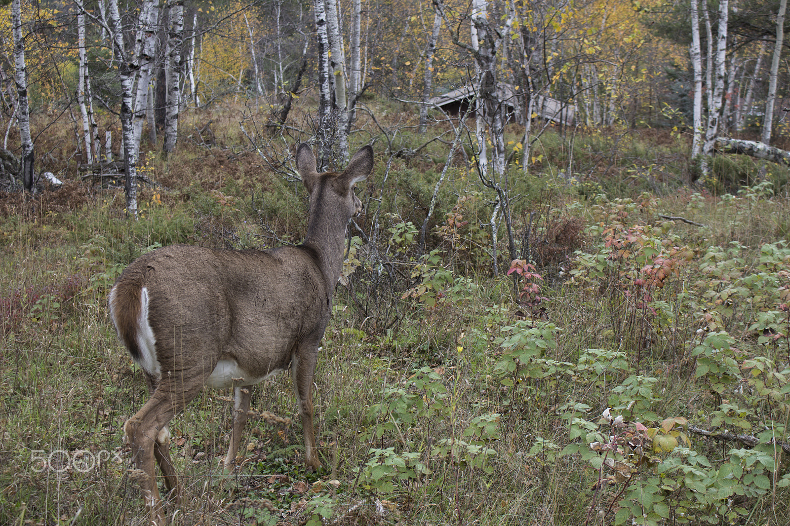 Canon EOS 600D (Rebel EOS T3i / EOS Kiss X5) + Canon EF-S 18-55mm F3.5-5.6 IS STM sample photo. Deer overlooking abandoned cabin photography