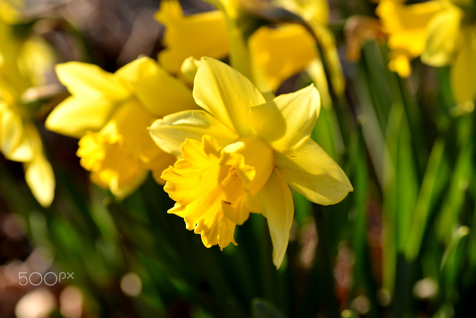 Nikon D600 sample photo. Shining in the sun photography