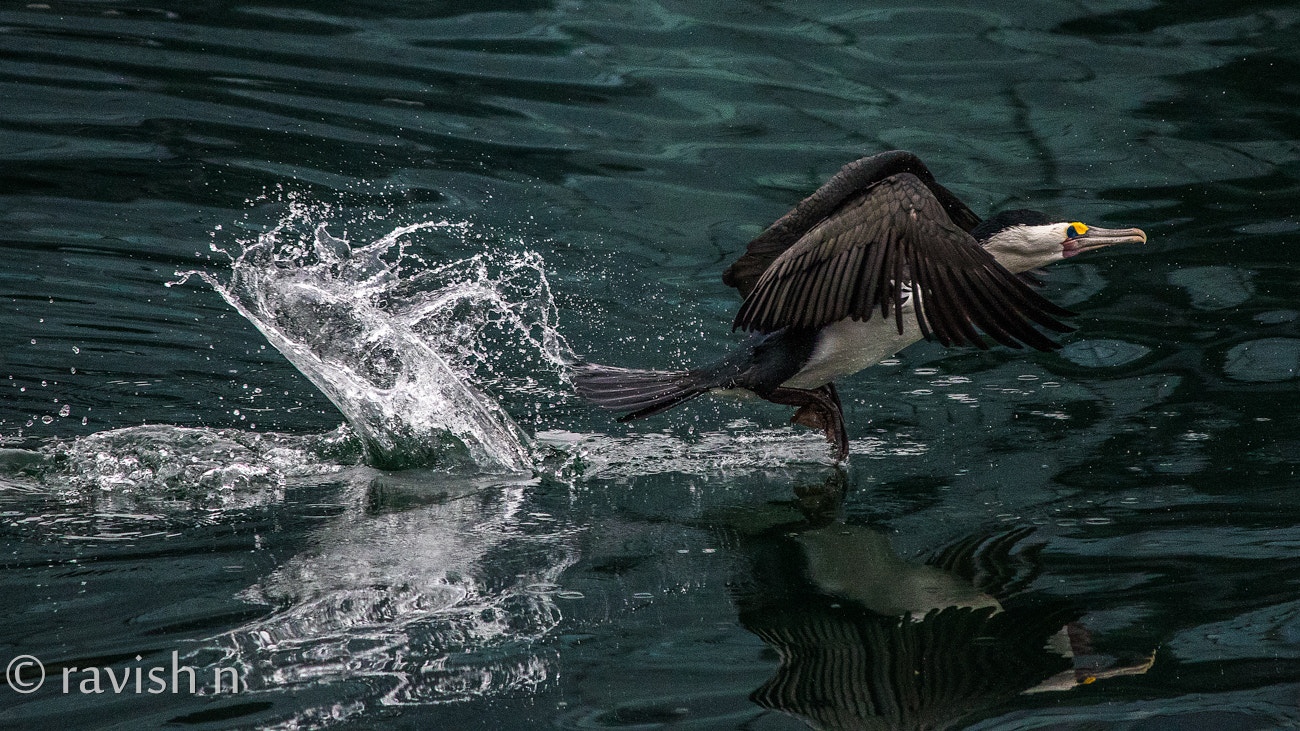 Canon EF-S 55-250mm F4-5.6 IS II sample photo. Australian pied cormorant taking off photography