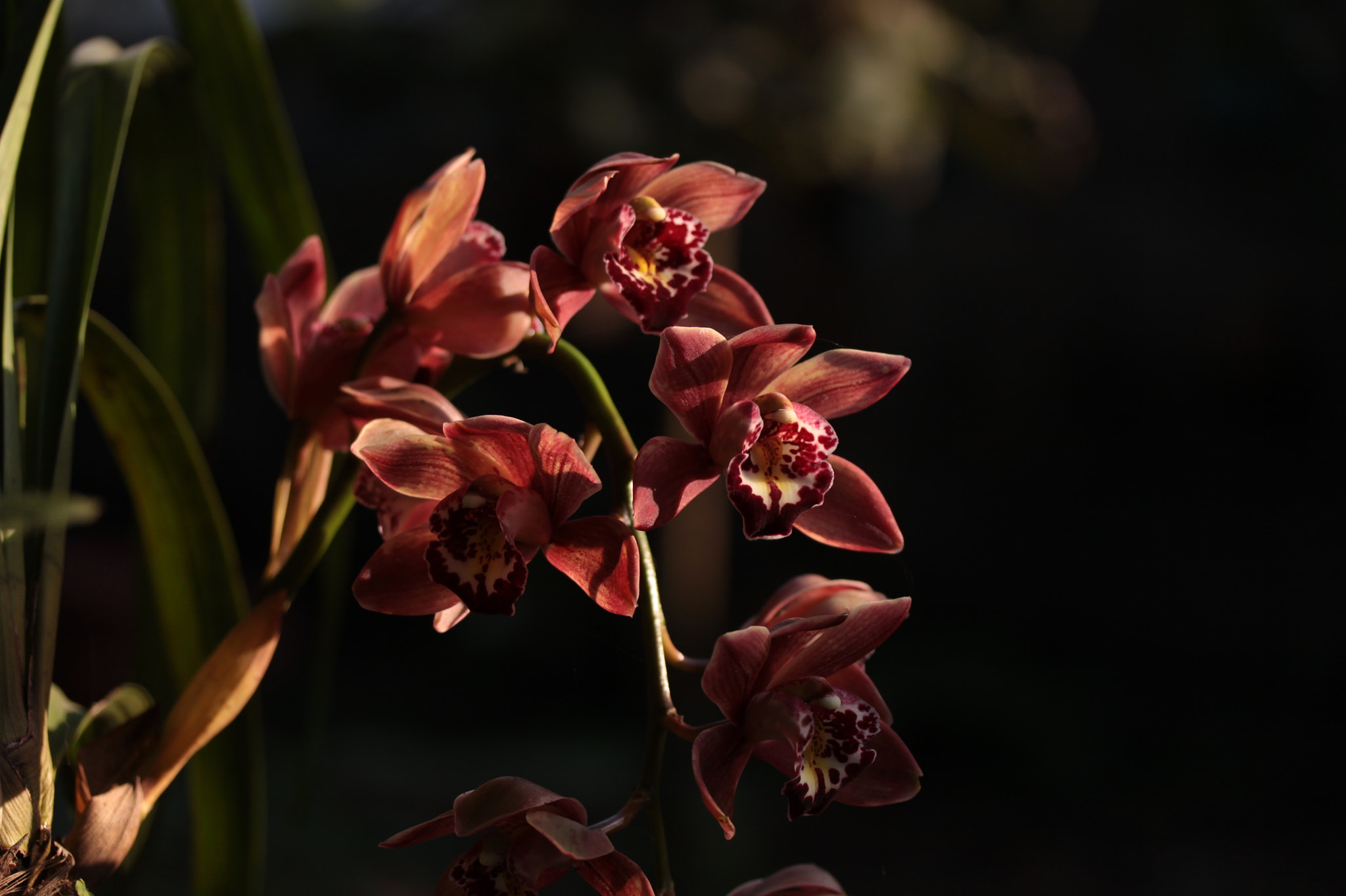 Canon EF-S 60mm F2.8 Macro USM sample photo. Colores intensos photography