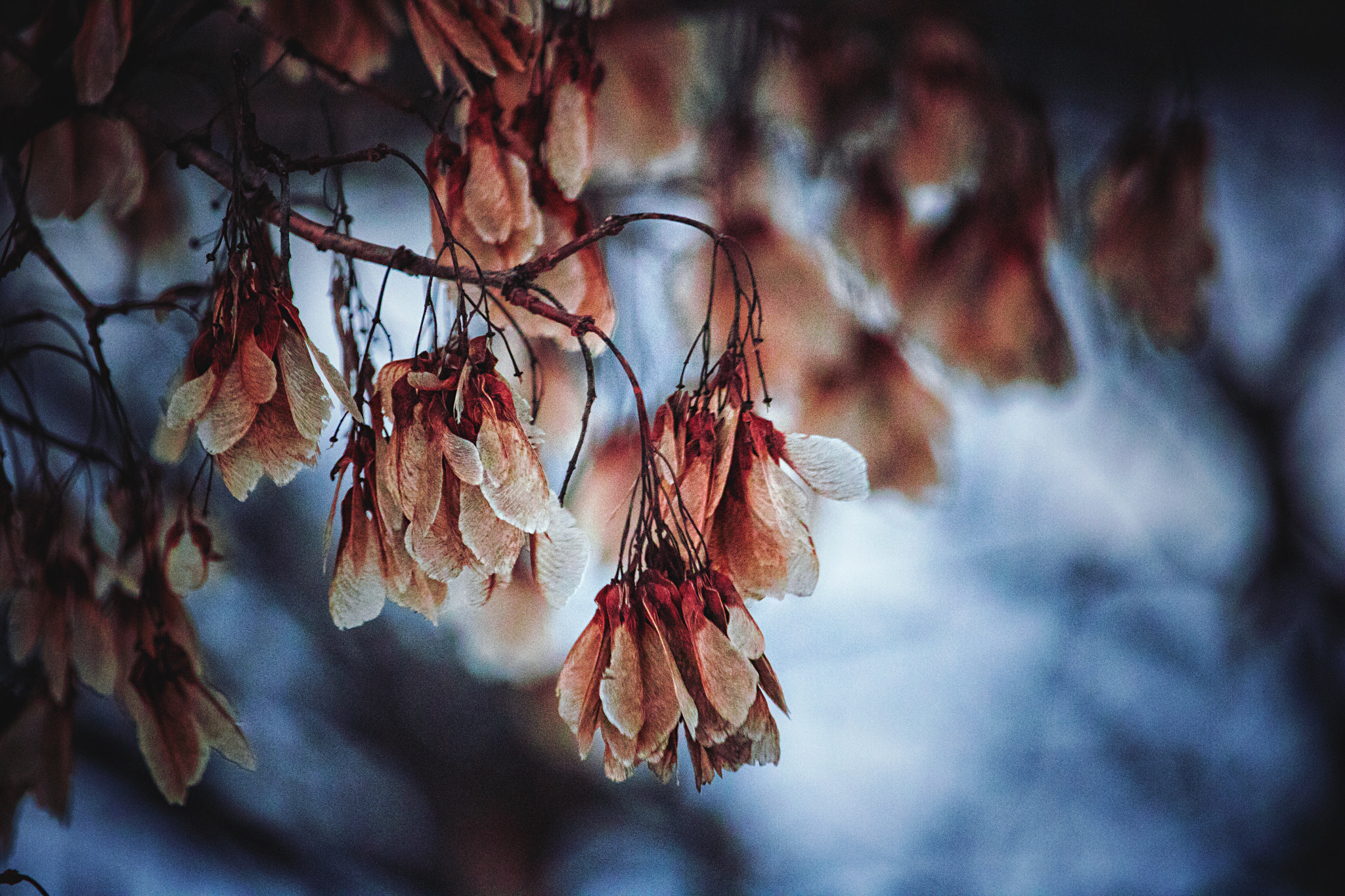 Canon EF-S 55-250mm F4-5.6 IS STM sample photo. Valentine's flowers photography
