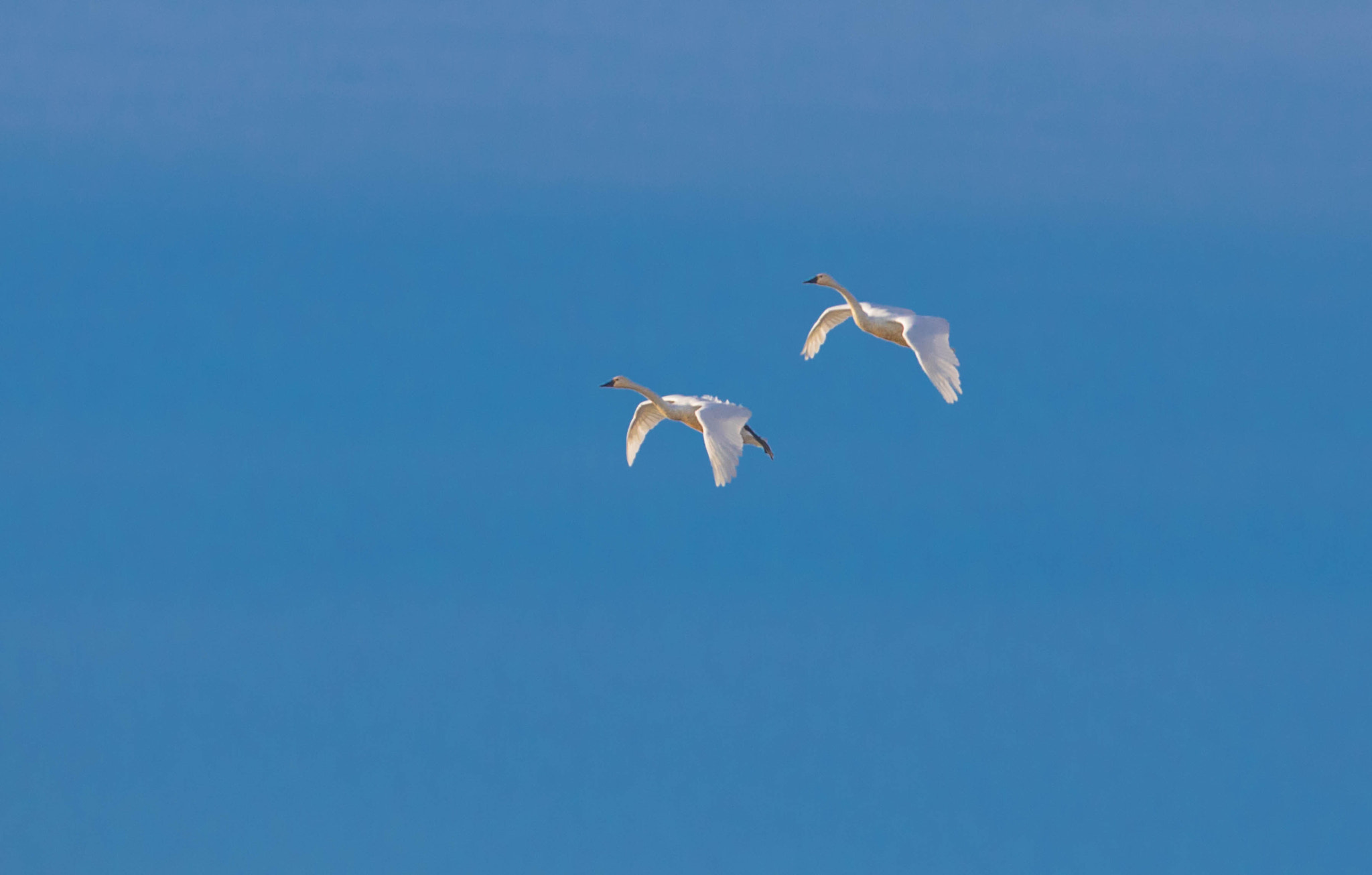 Canon EOS 5D Mark IV + Canon EF 400mm F2.8L IS USM sample photo. Tule lake tundra swans photography