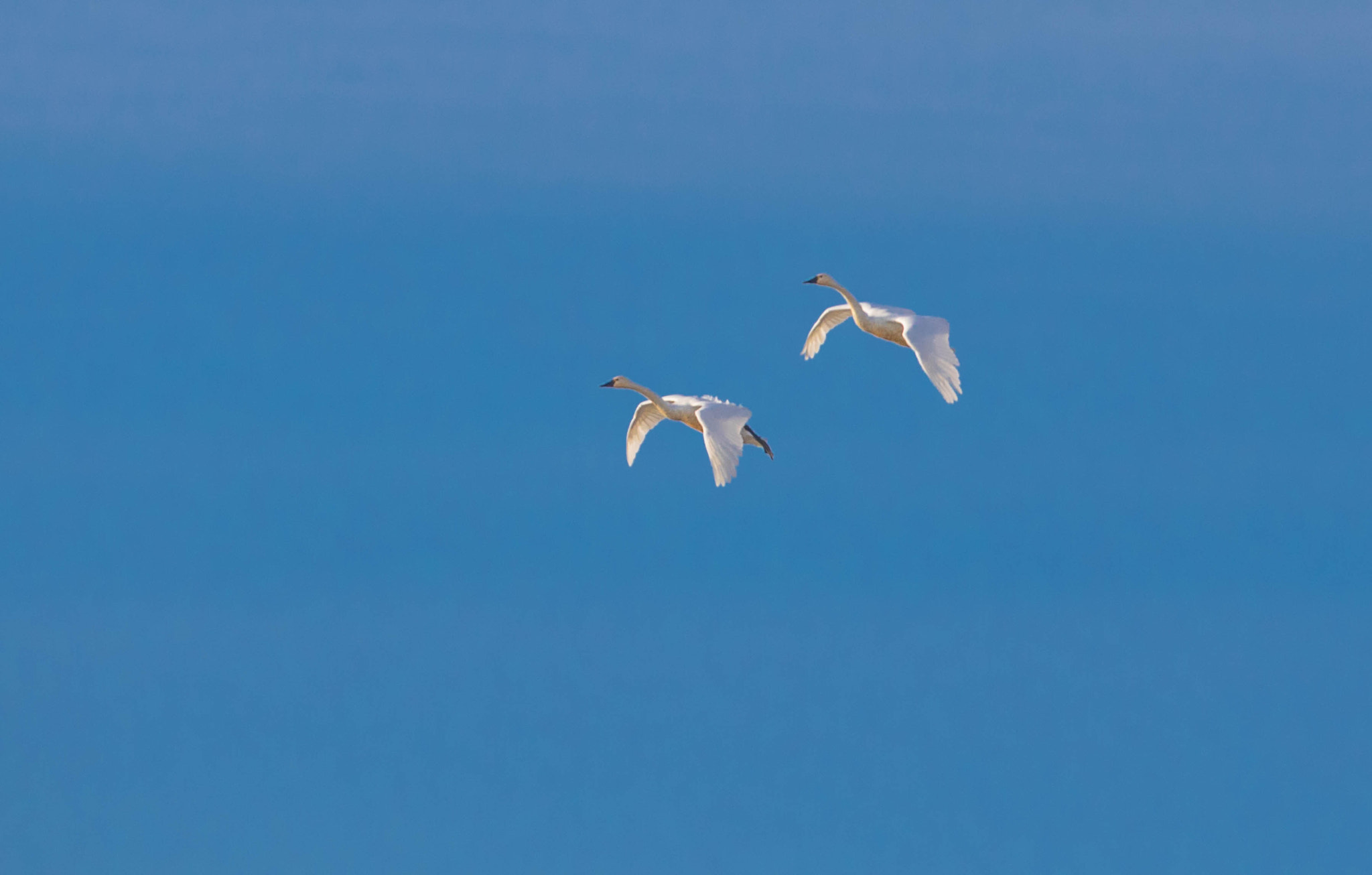 Canon EF 400mm F2.8L IS USM sample photo. Tule lake tundra swans photography