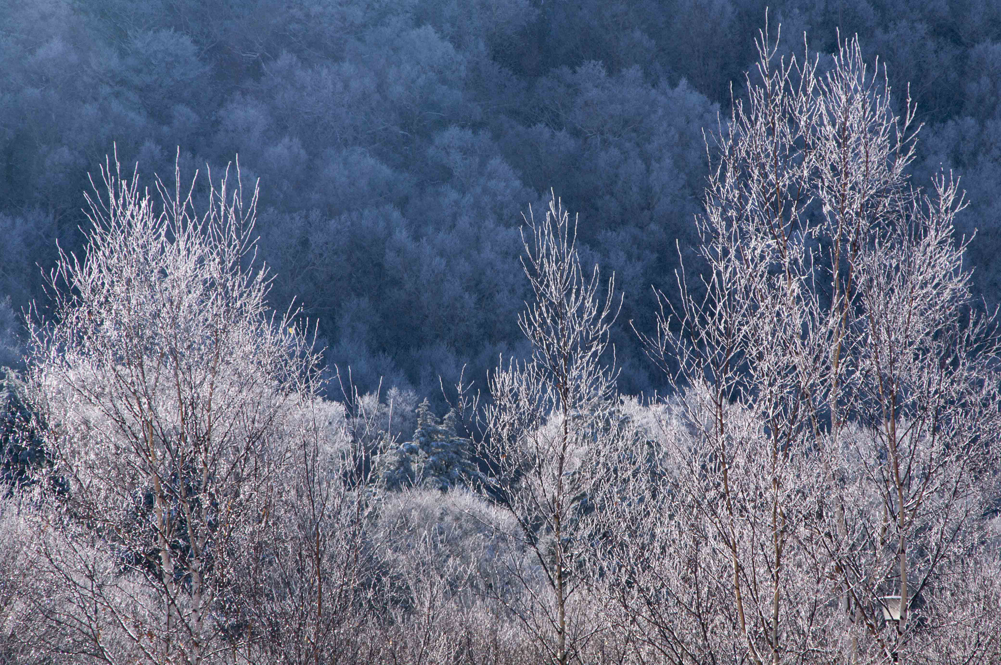 Pentax K-7 sample photo