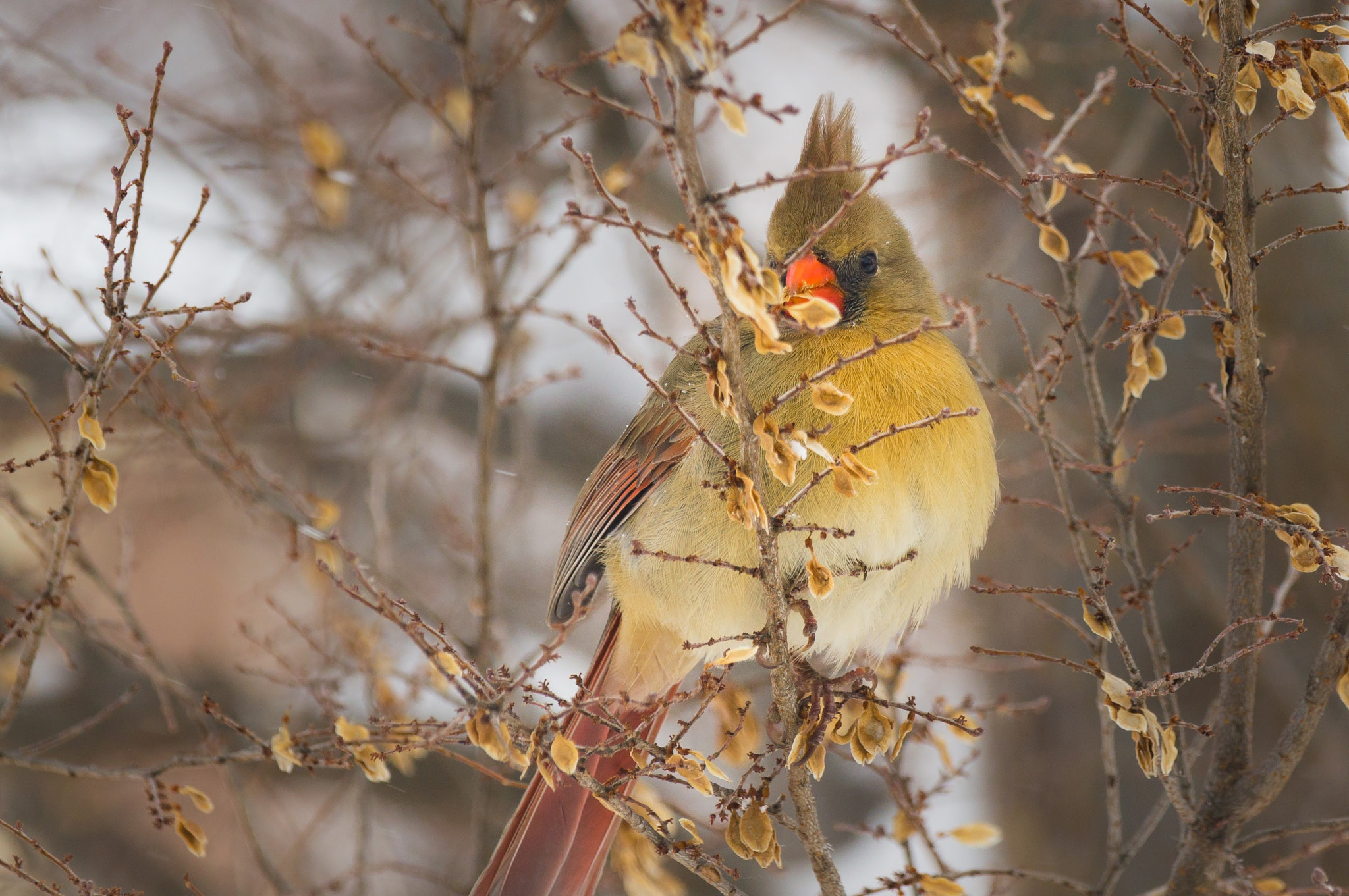 Sony 70-300mm F4.5-5.6 G SSM sample photo. Bird feeding photography