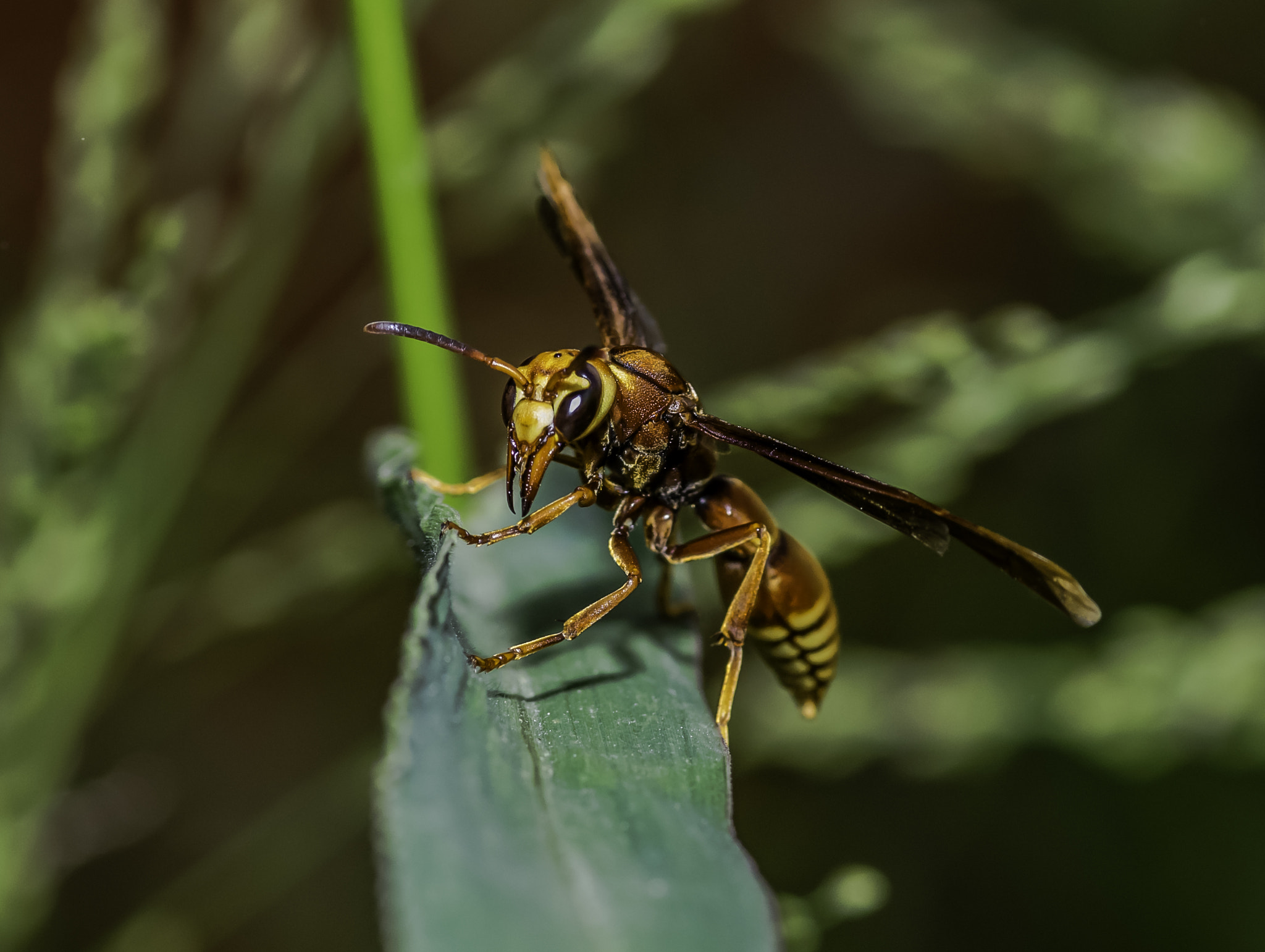 Nikon D5300 + Tokina AT-X Pro 100mm F2.8 Macro sample photo. Polistes sp. photography