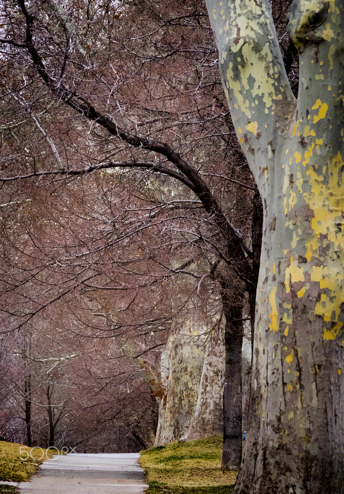 Olympus OM-D E-M1 sample photo. Winter branches photography