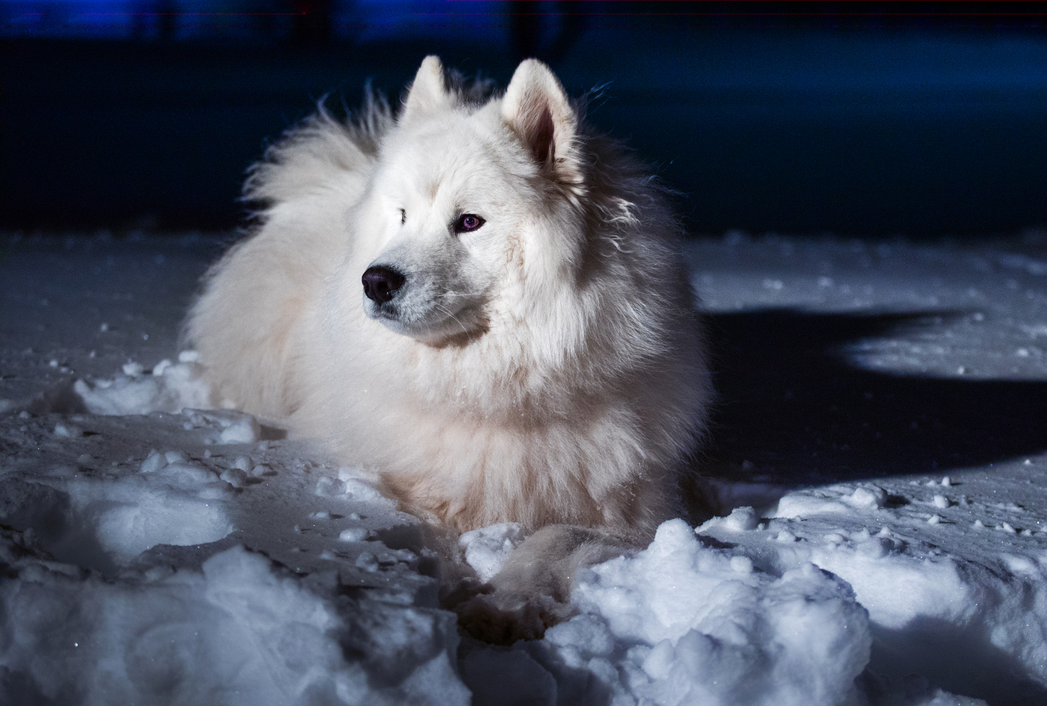 Canon EF 70-300mm F4-5.6L IS USM sample photo. Samoyed in flood light photography