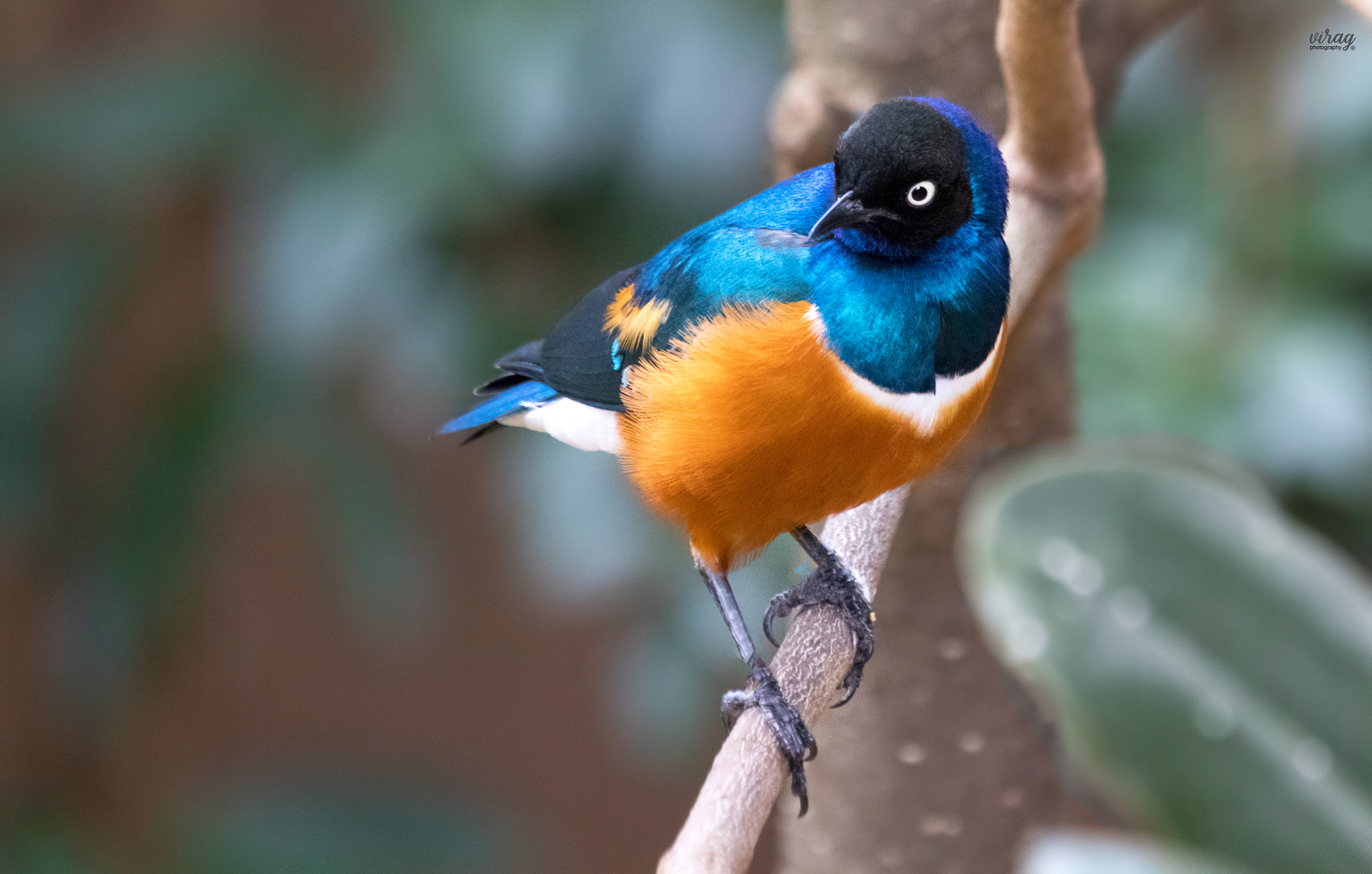 Canon EF 100-400mm F4.5-5.6L IS USM sample photo. Superb starling photography