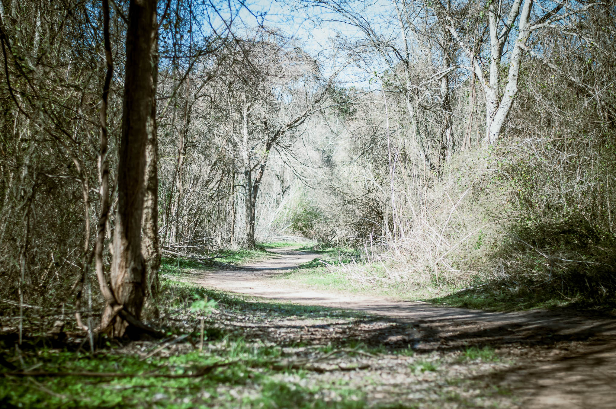 Nikon D5000 + Nikon AF-S Nikkor 50mm F1.8G sample photo. Dogwoodweek artisitic land photography