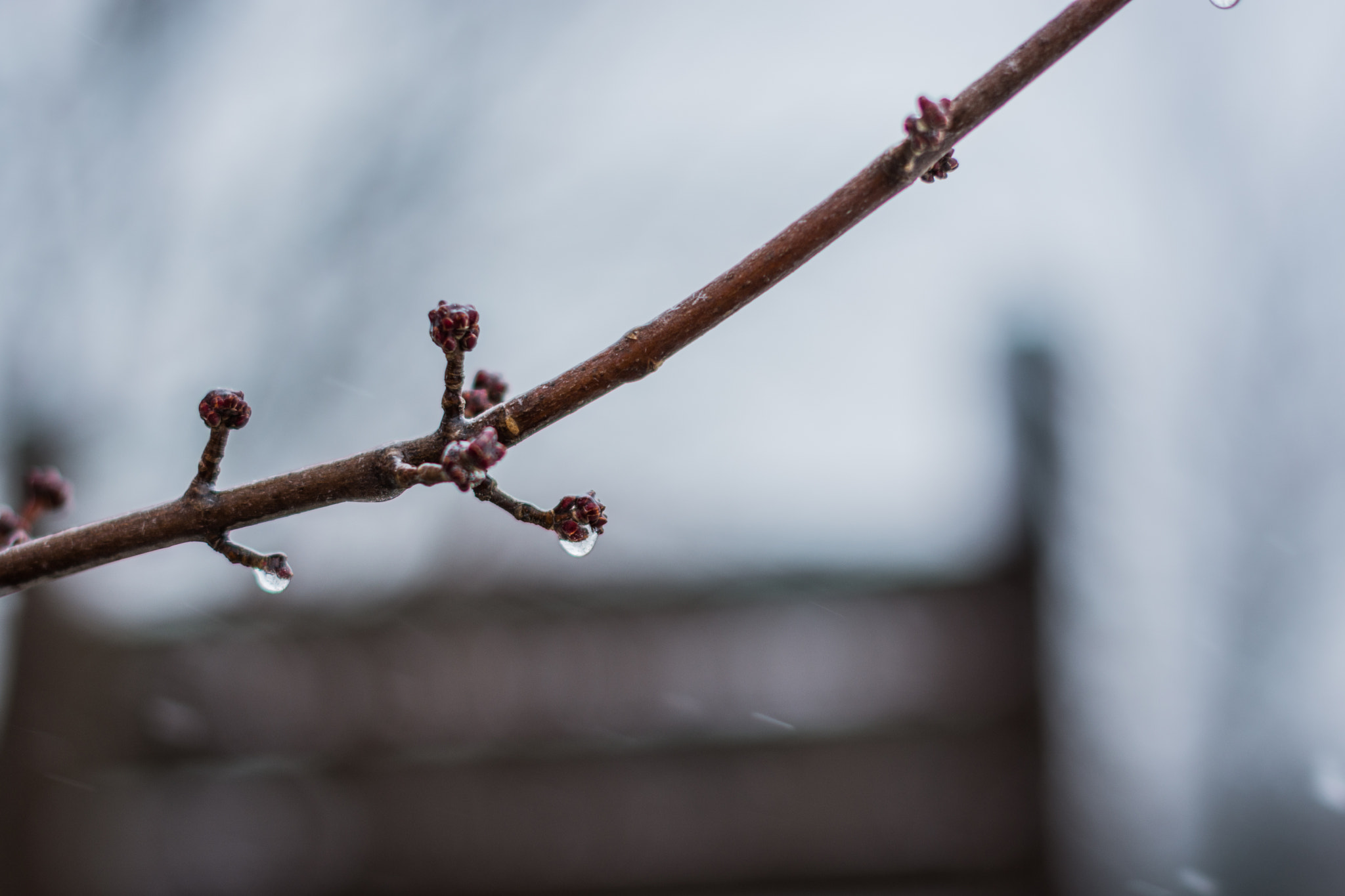 Nikon D7200 + Nikon AF-S Nikkor 50mm F1.4G sample photo. Frozen branch photography