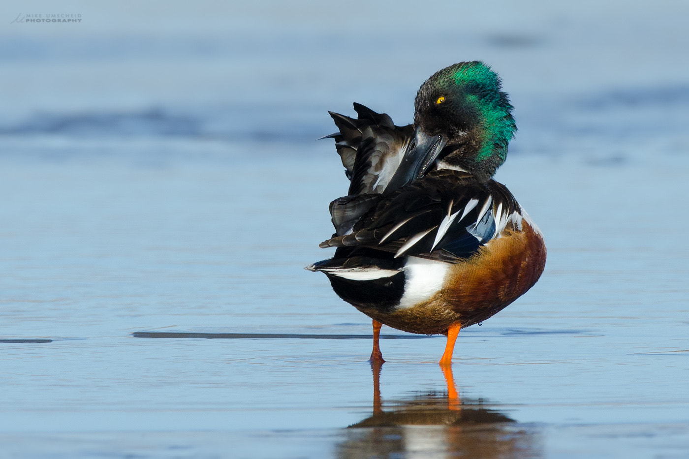 Nikon D7000 sample photo. Northern shoveler photography