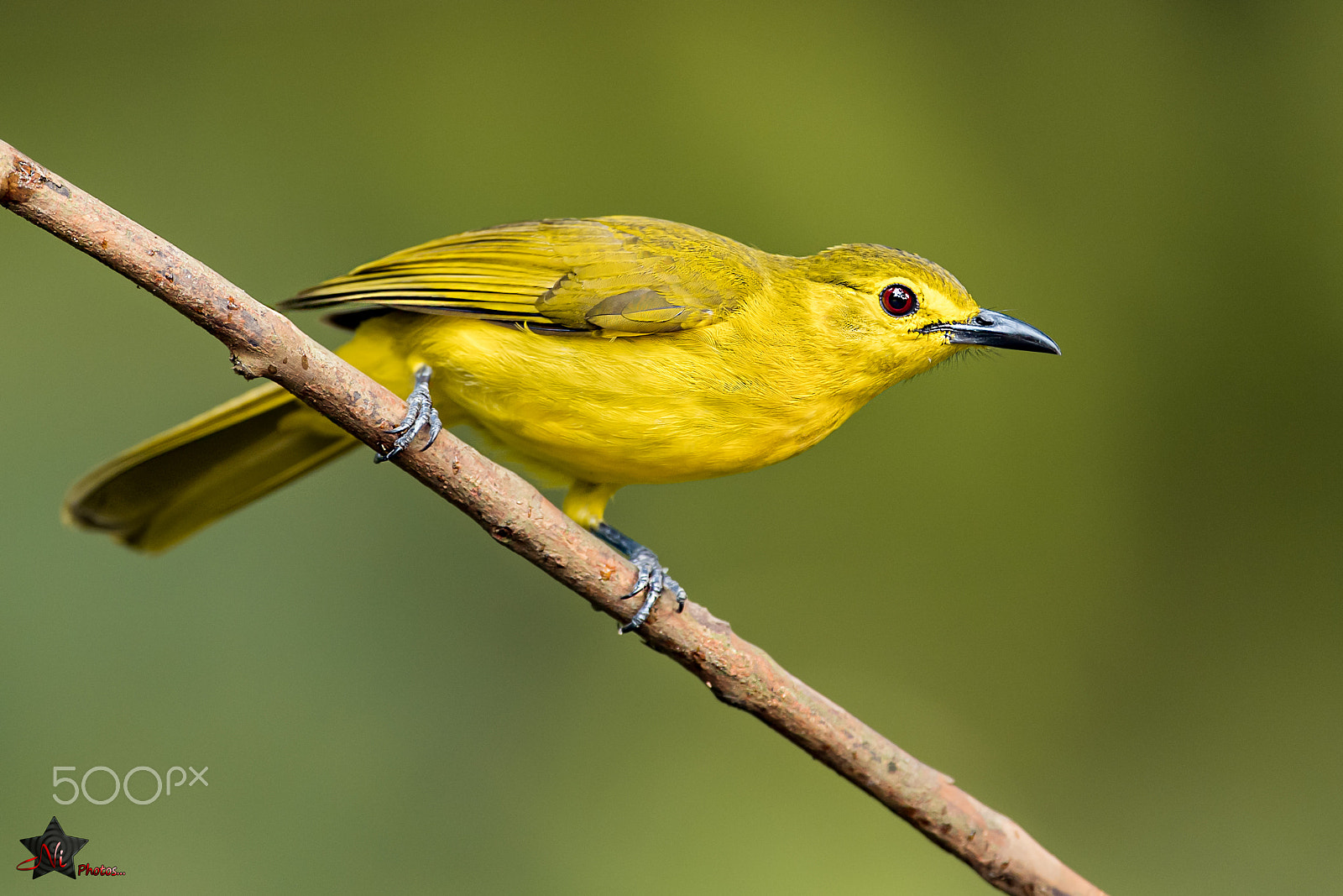 Nikon AF-S Nikkor 600mm F4E FL ED VR sample photo. Yellow-browed bulbul photography