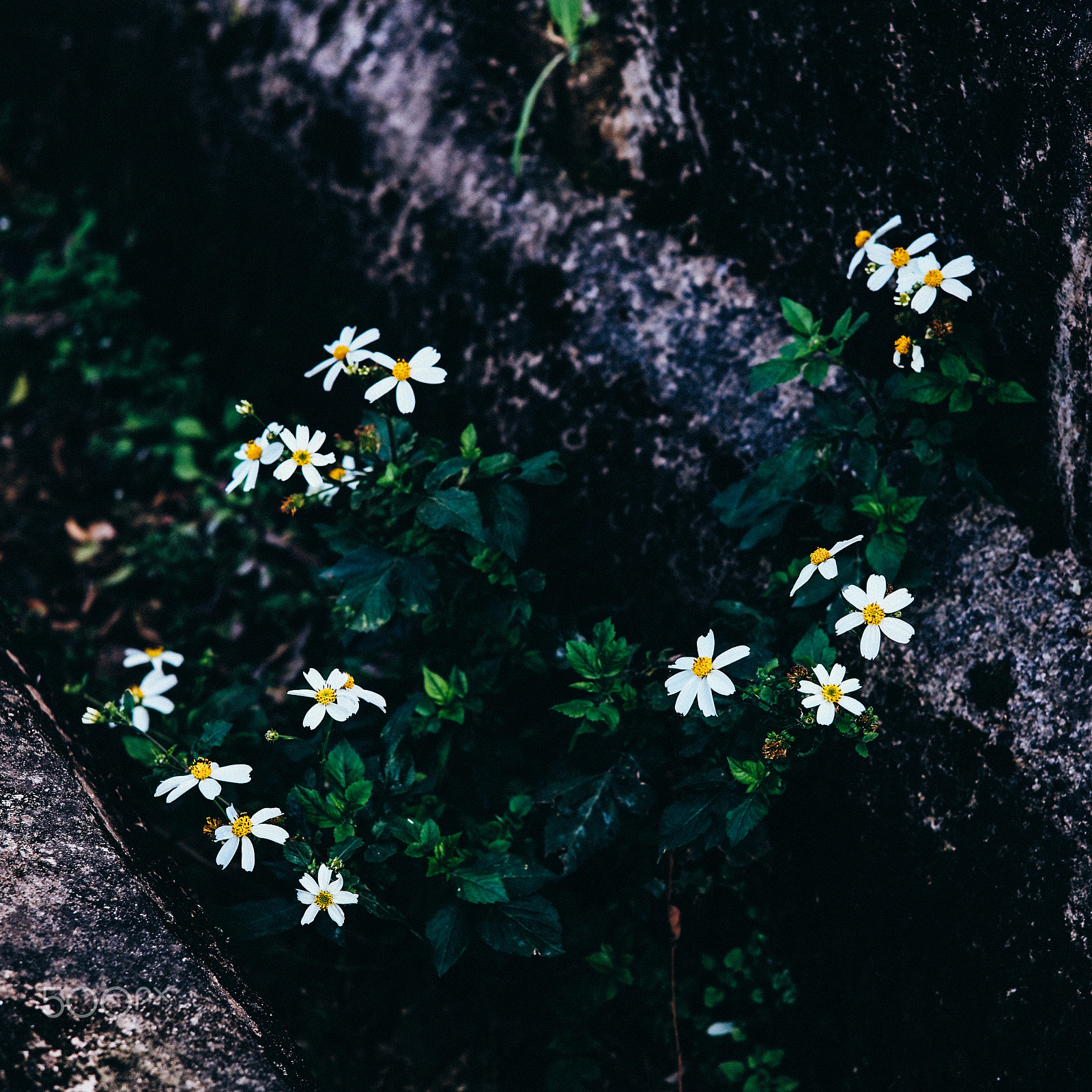 Leica Summarit-M 50mm F2.5 sample photo. Spring photography