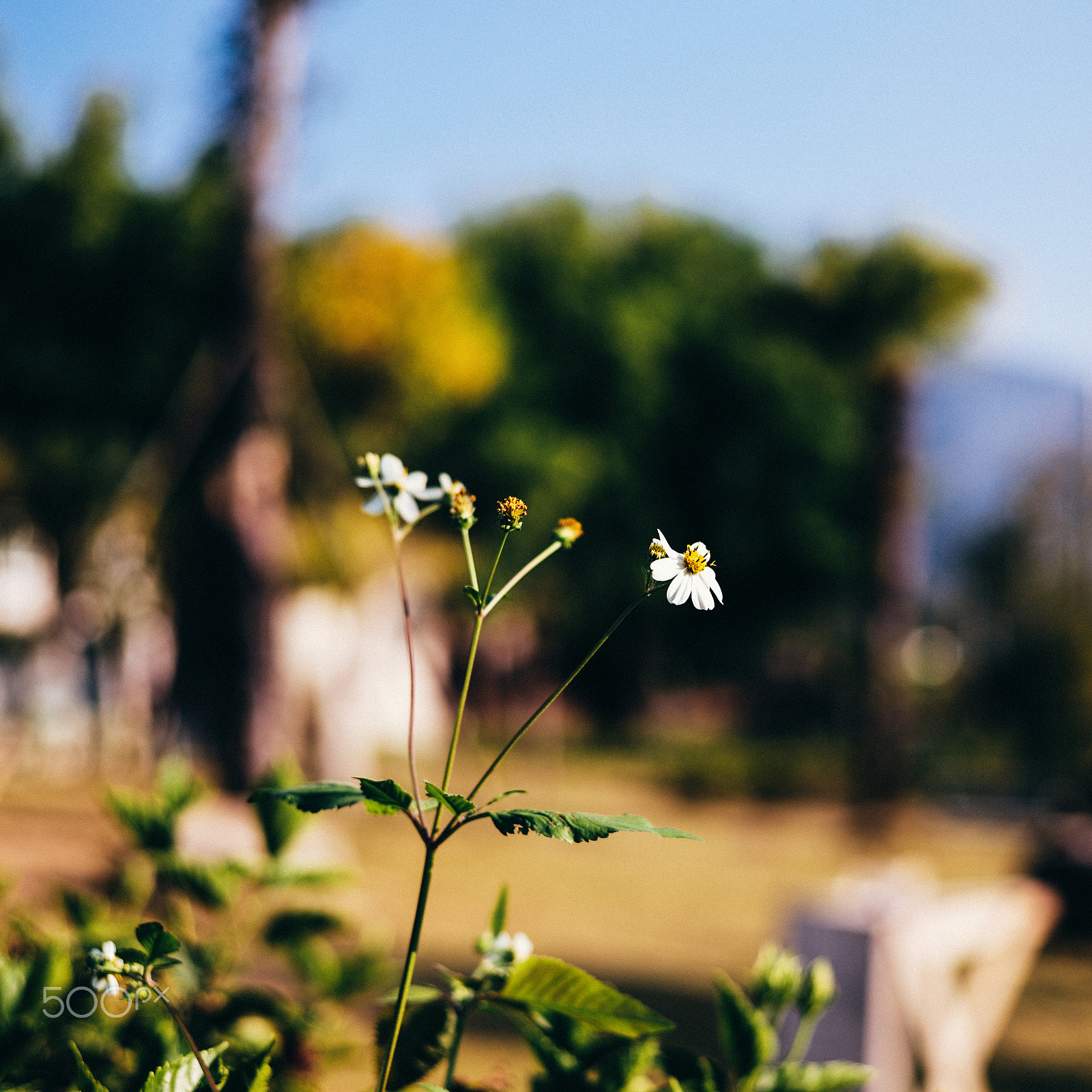 Leica Summarit-M 50mm F2.5 sample photo. Spring photography