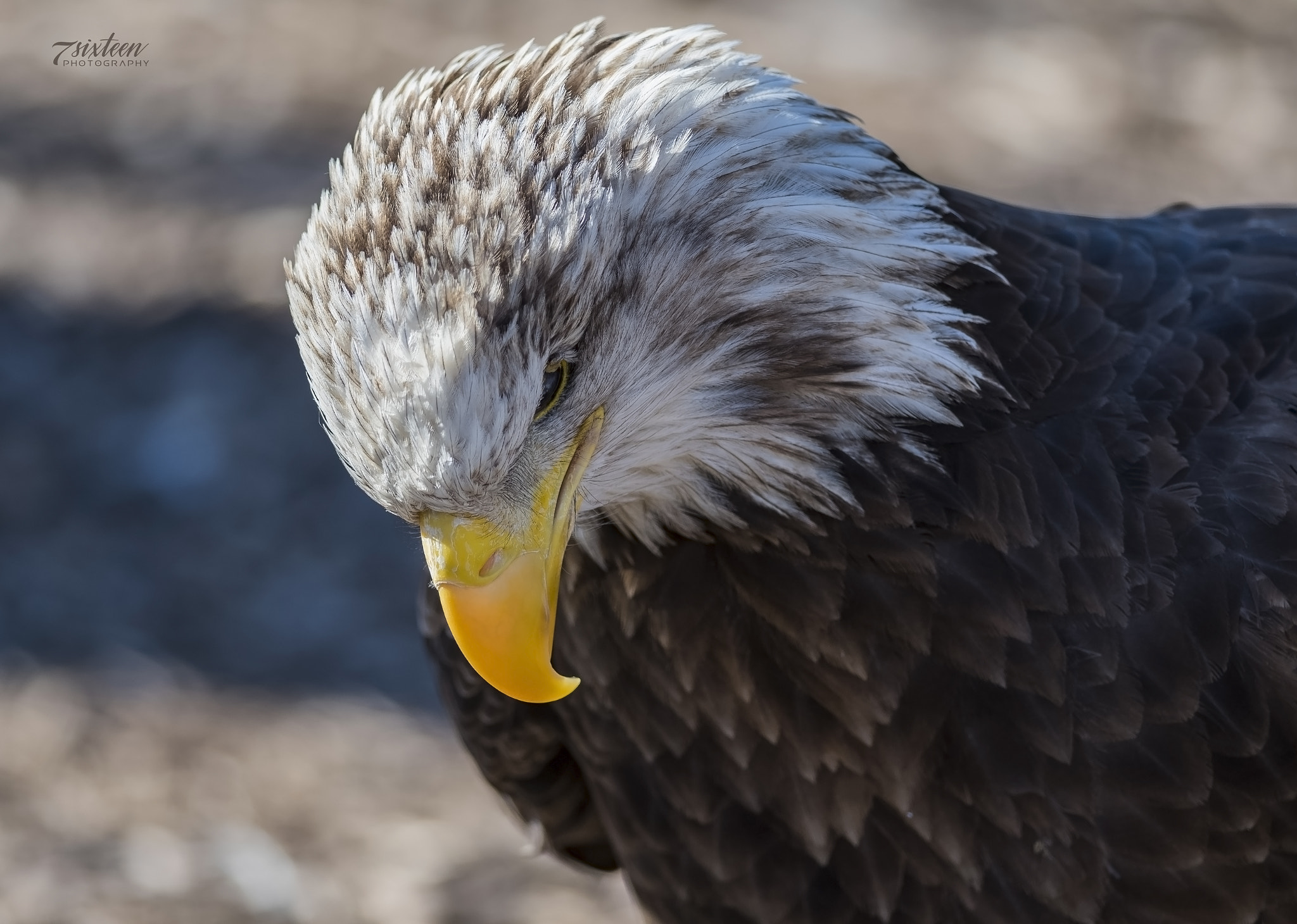 Nikon D500 + Nikon AF-S Nikkor 300mm F4D ED-IF sample photo. Bald eagle photography