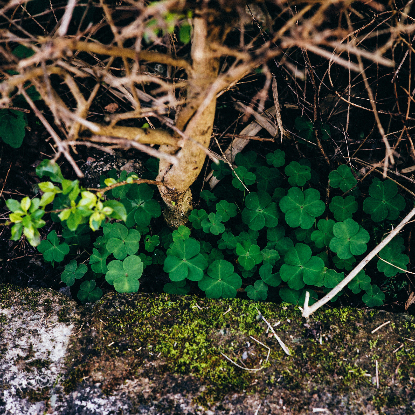 Leica Summarit-M 50mm F2.5 sample photo. Spring photography