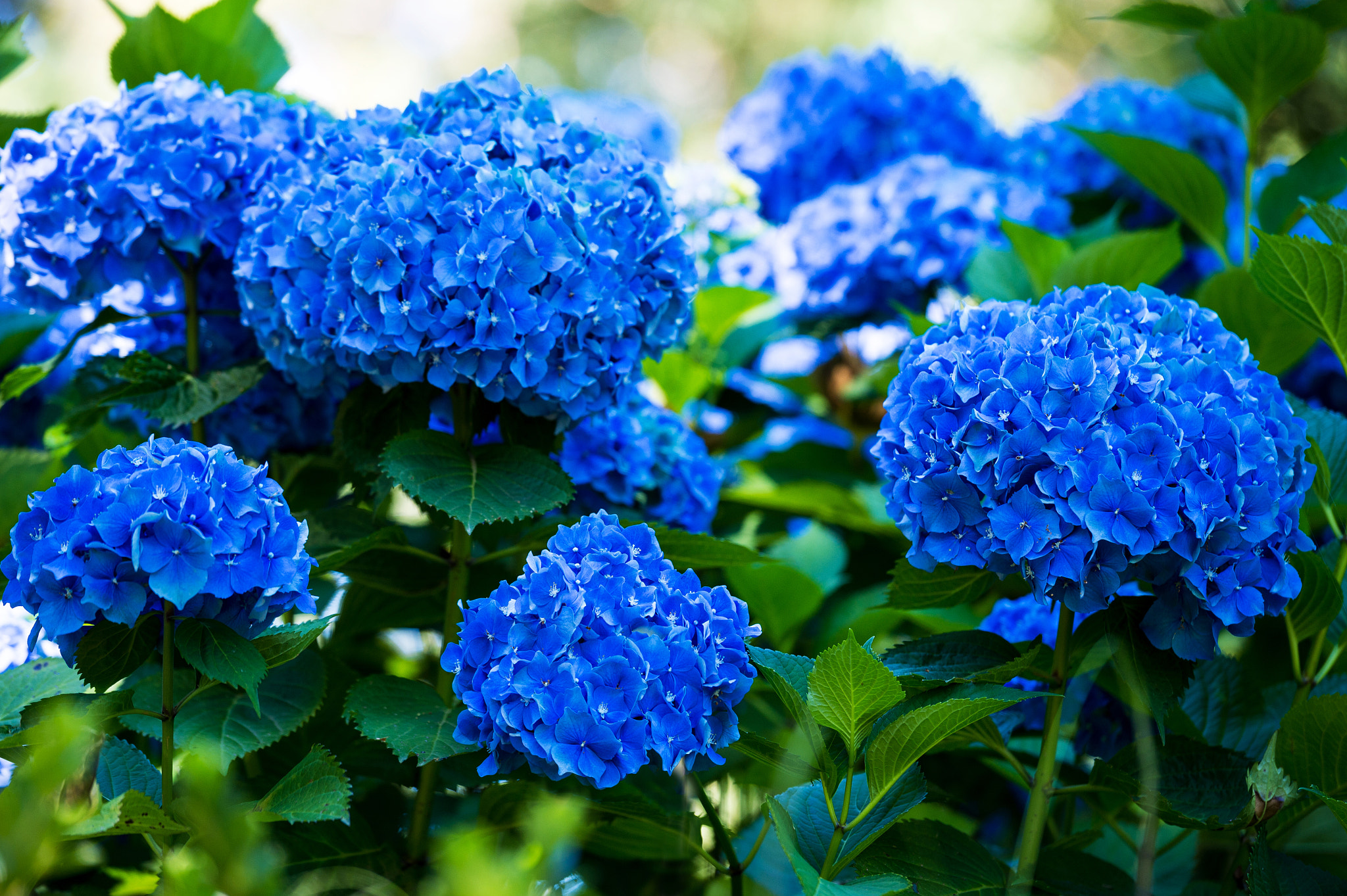 Nikon Df sample photo. Blue hydrangea photography