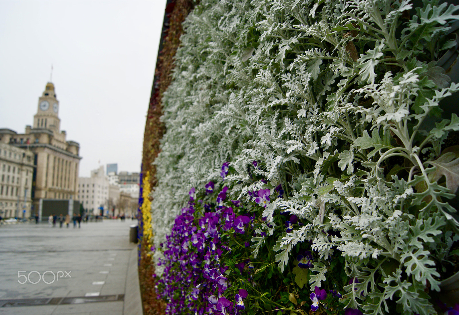 Sony Alpha DSLR-A290 + Sony DT 18-55mm F3.5-5.6 SAM II sample photo. Flower wall in front of customs house at the bund photography