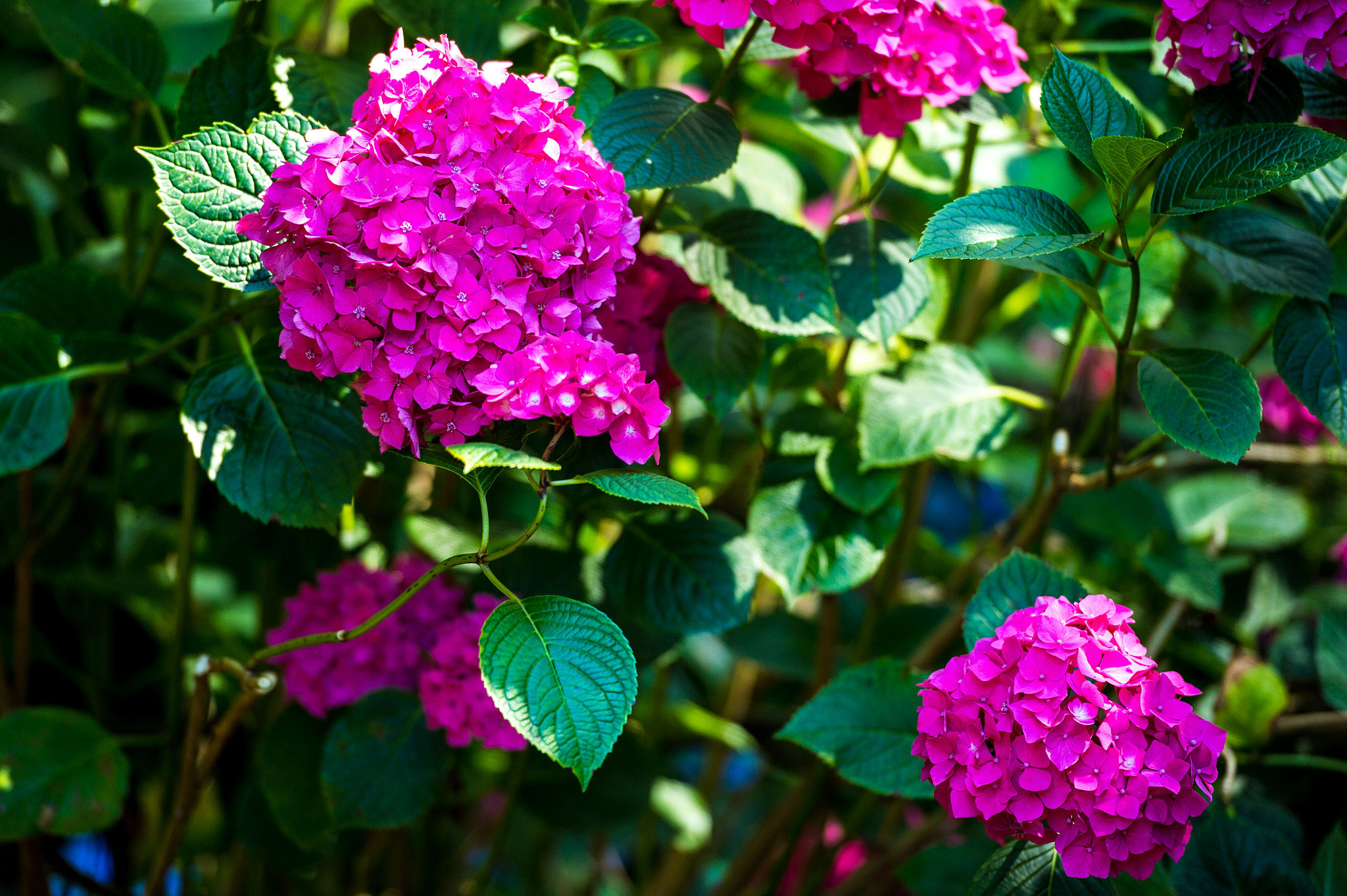 Nikon Df sample photo. Pink hydrangea photography