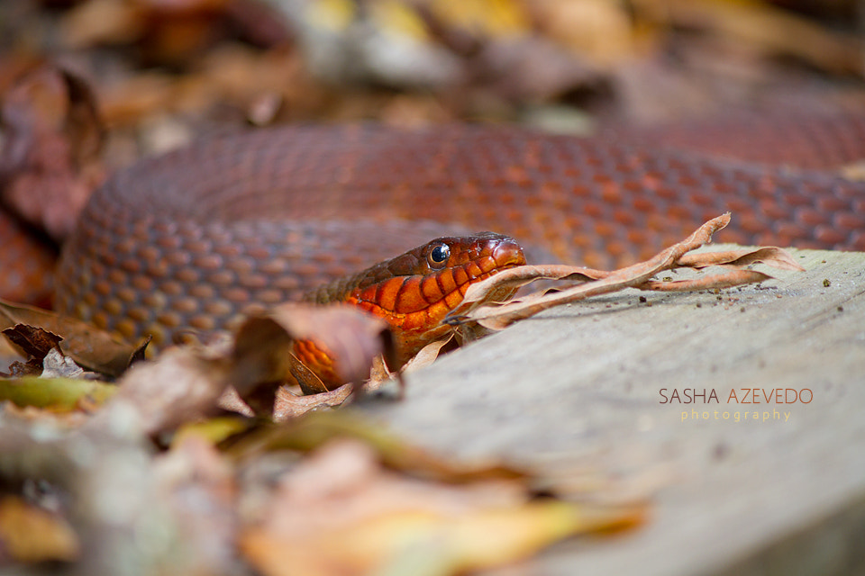 Canon EF-S 55-250mm F4-5.6 IS II sample photo. Redbelly water snake photography