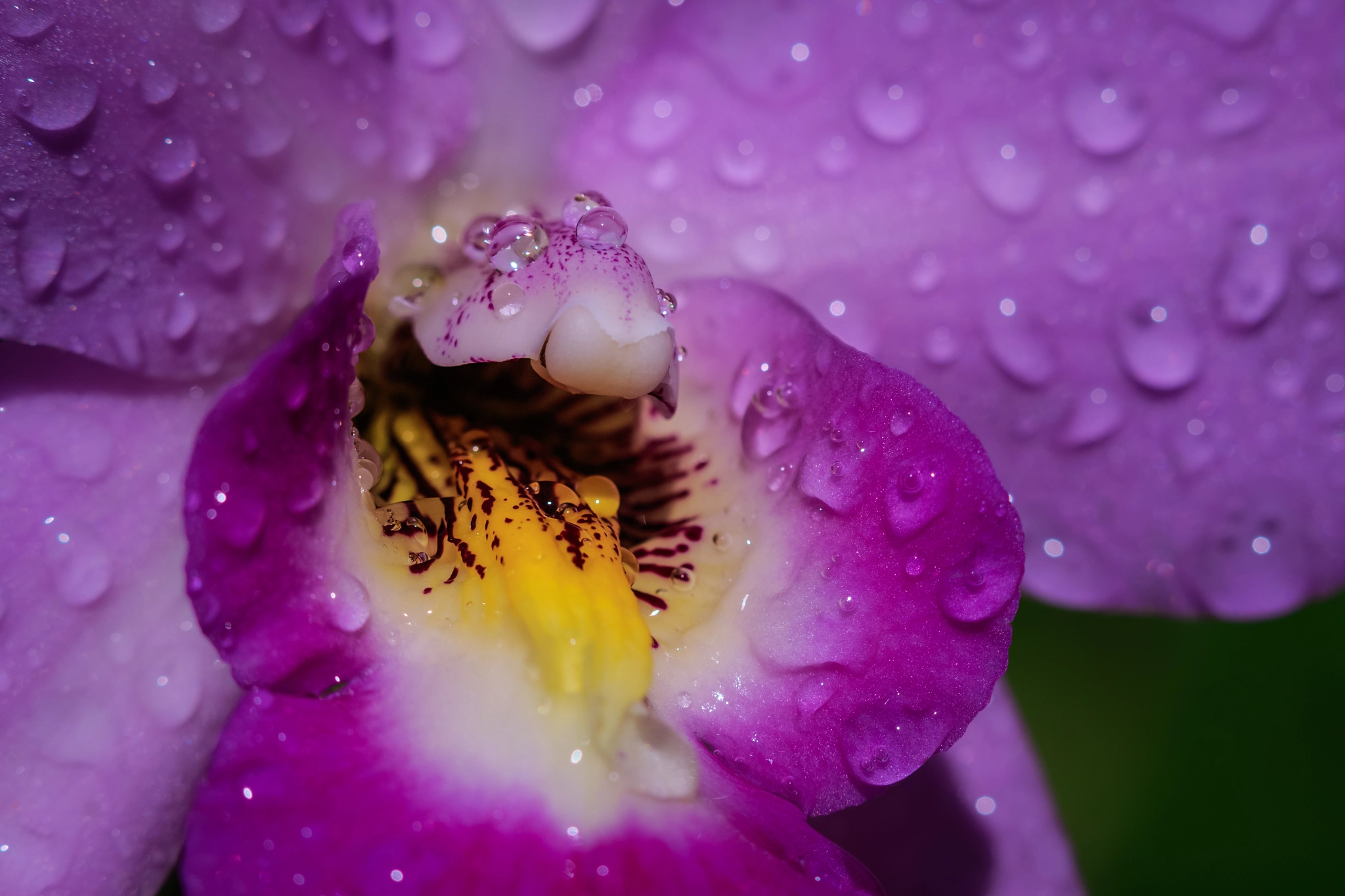 Canon EF 100mm F2.8 Macro USM sample photo. A wet laelia gouldiana photography
