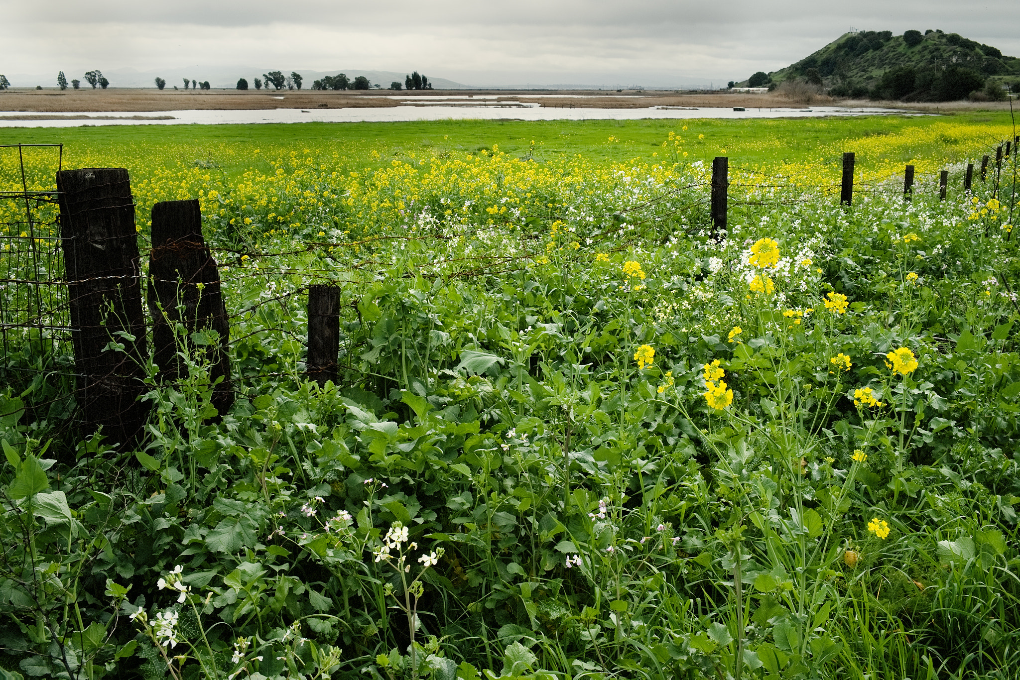 Fujifilm X-Pro1 + Fujifilm XF 18-55mm F2.8-4 R LM OIS sample photo. Don't fence me in photography